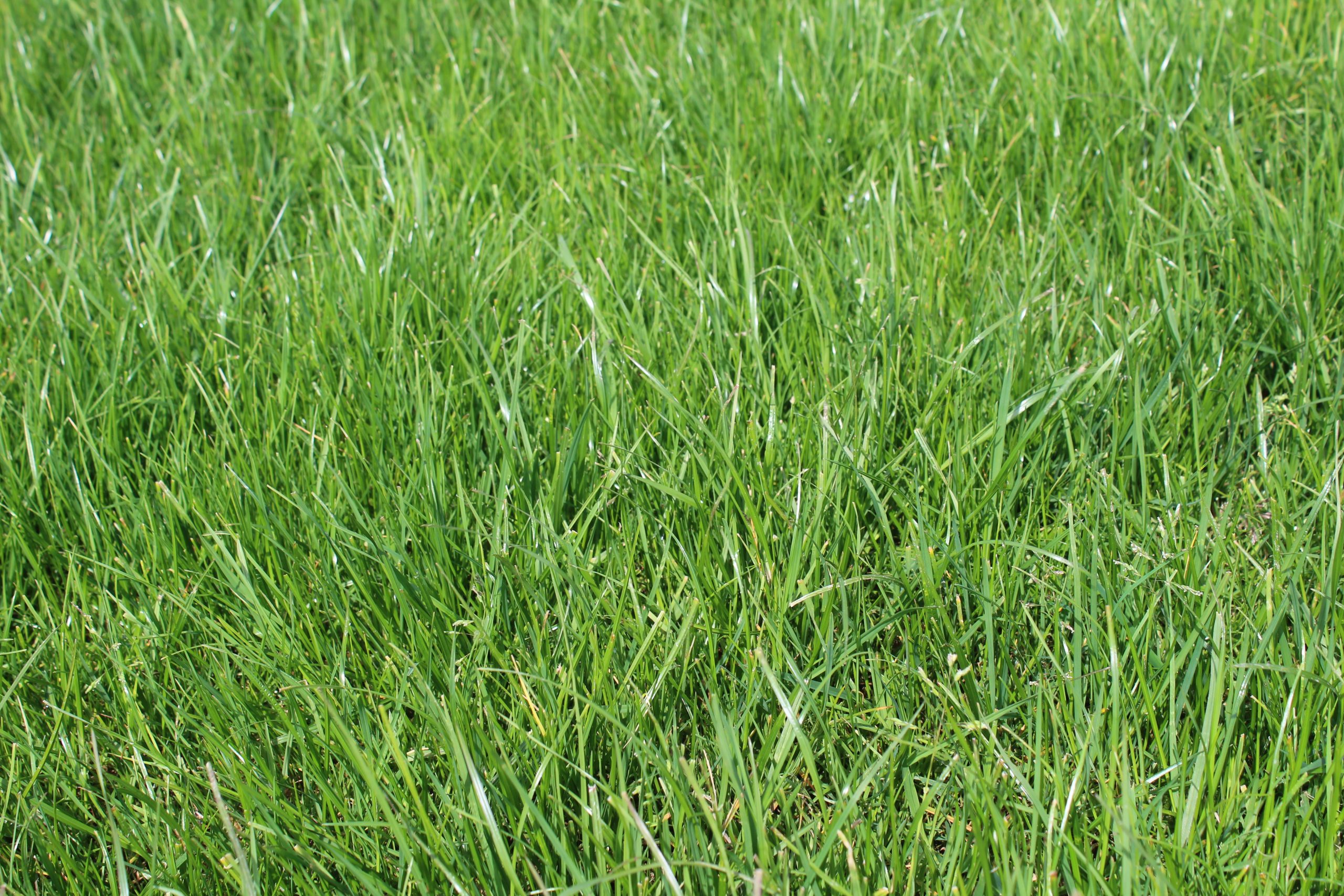A 14-day grass regrowth on the Ballyward farm of Philip Truesdale