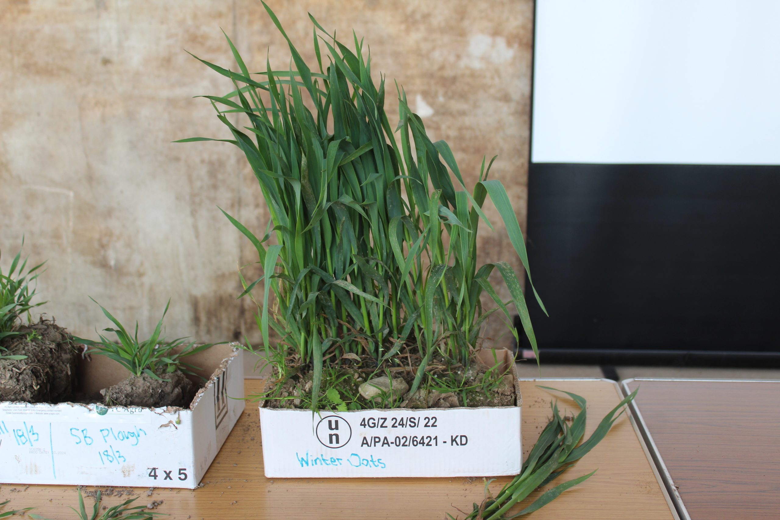 A winter oat crop sample, taken from the Limavady farm of Andrew Blair