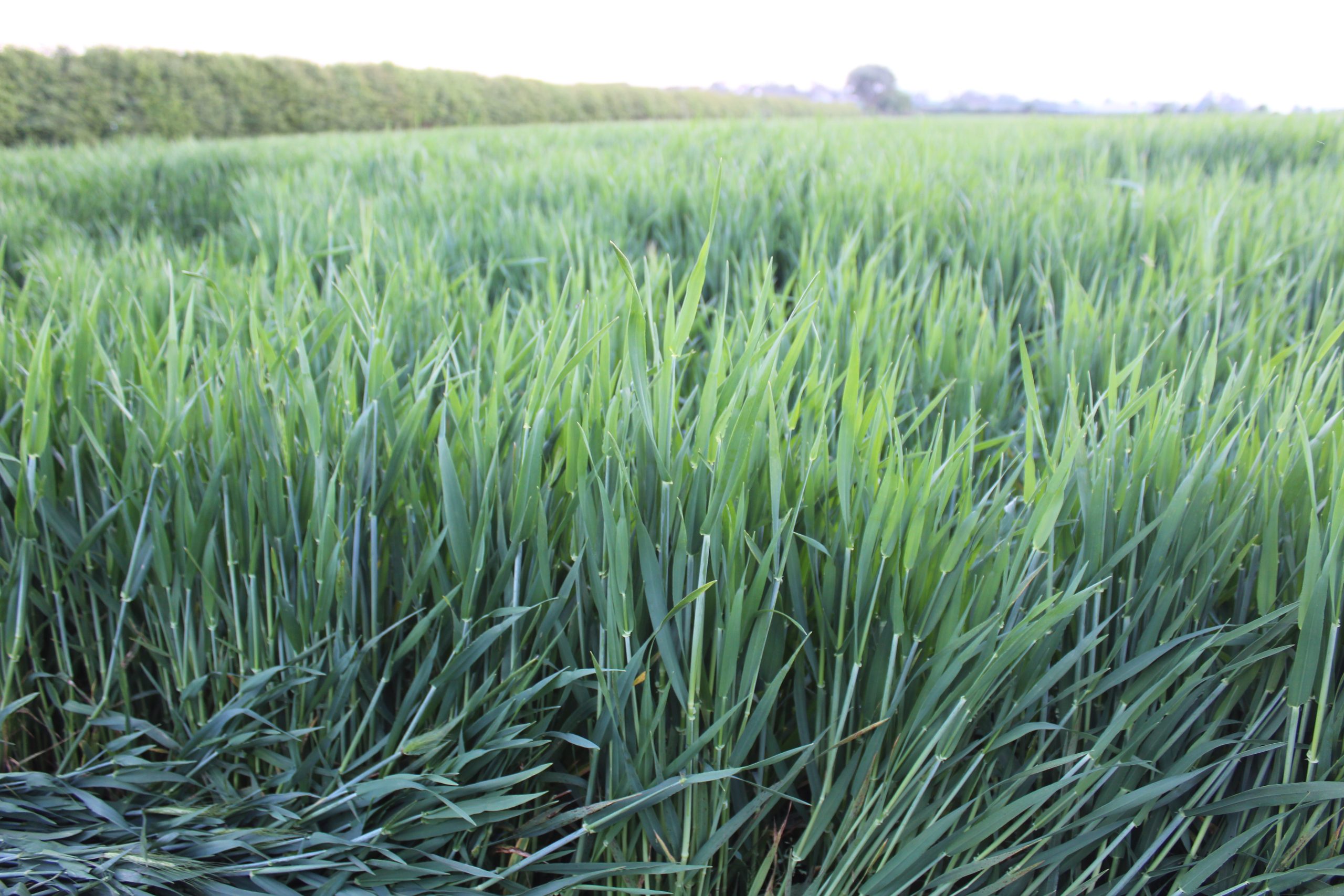 Winter barley growing on the Limavady farm of Andrew Blair