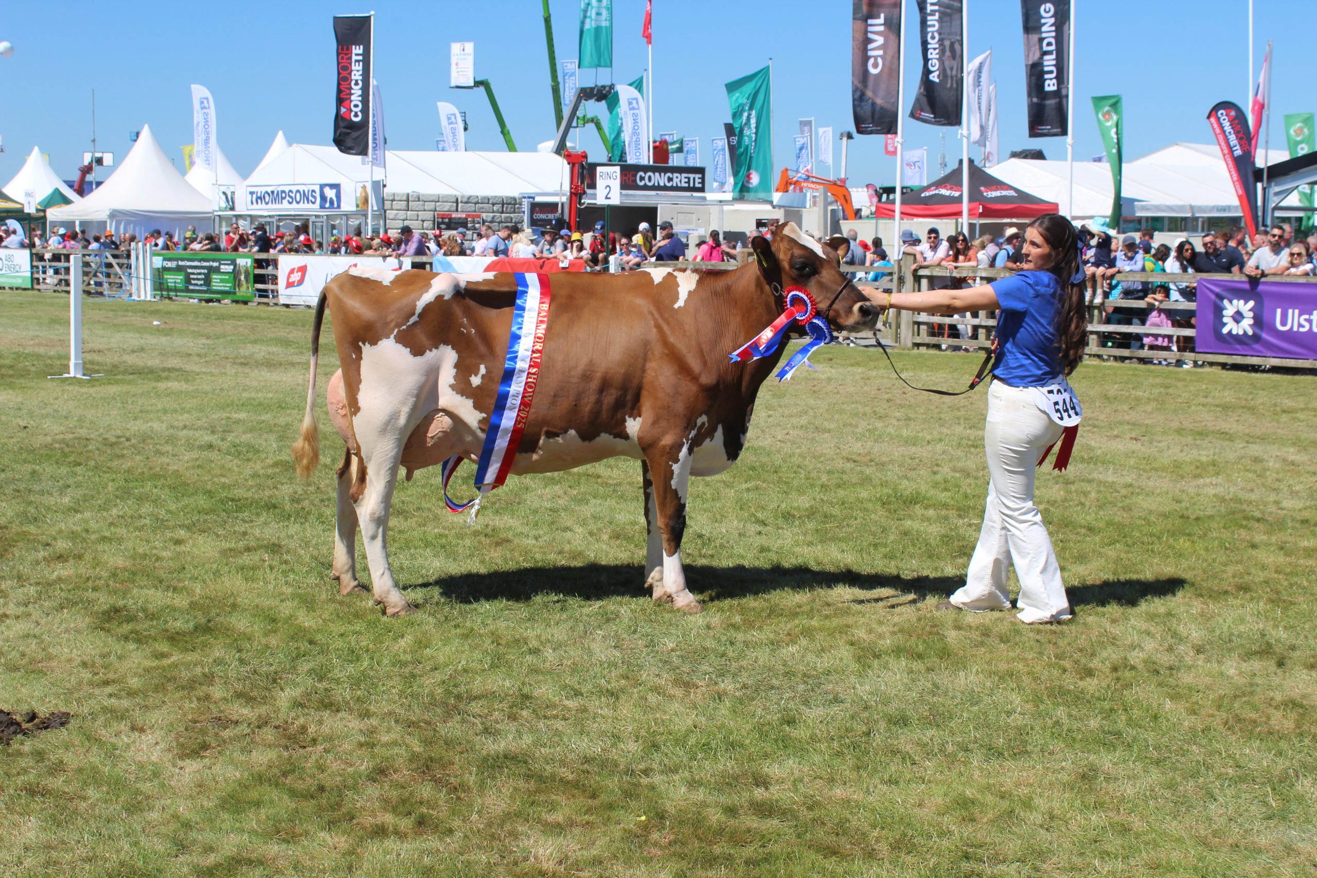 The Ayrshire Champioin at Balmoral Show 2025