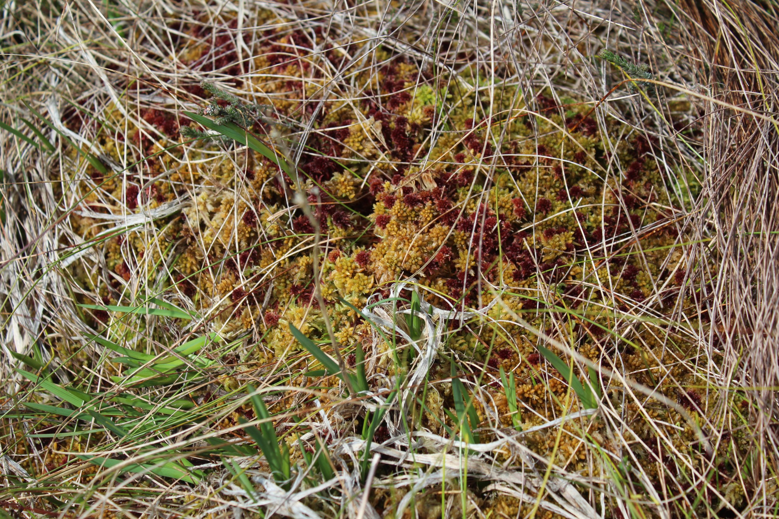 Sphagnum moss is at the heart of the deep peat found on the Garron Plateau