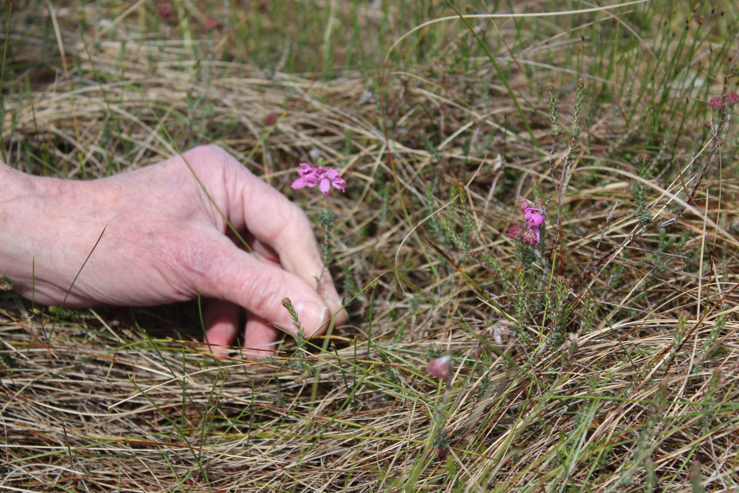 A heathland flower growing on the Garron Plateau in Co. Antrim