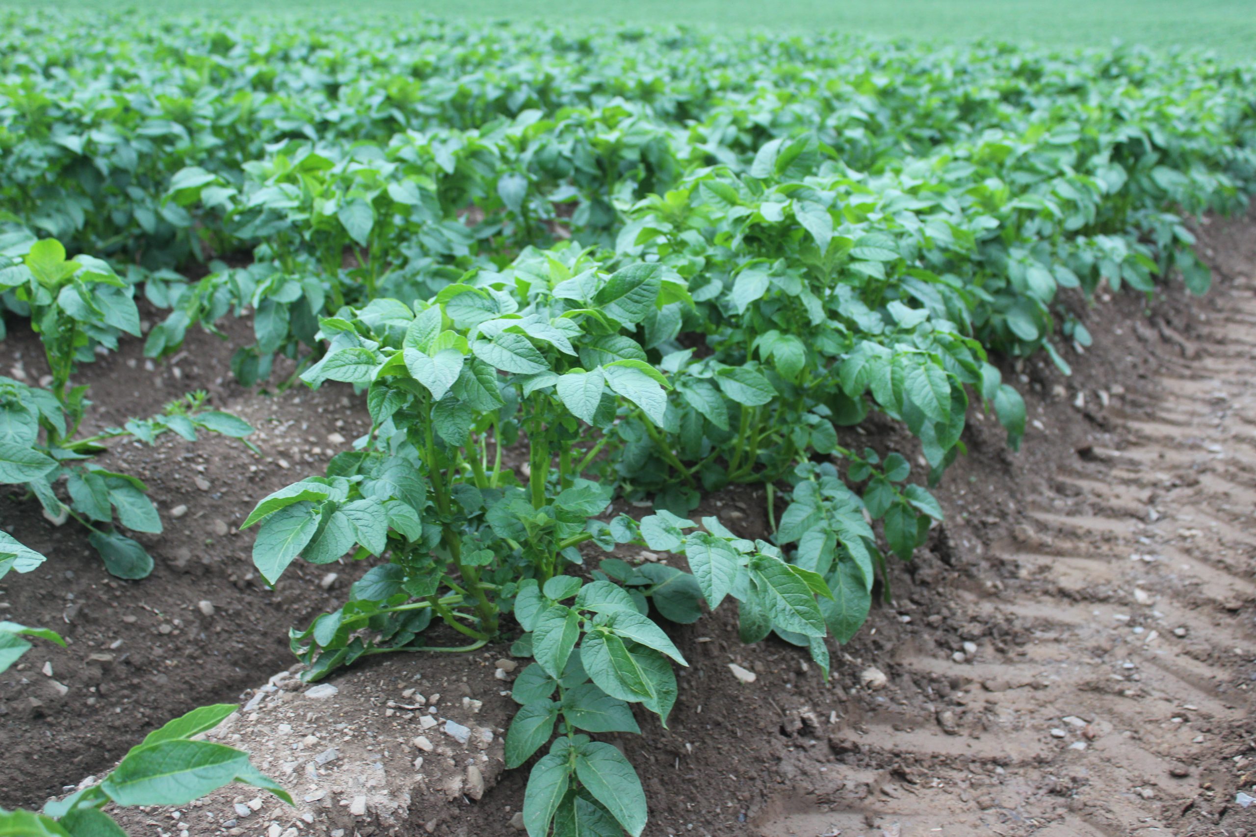 Potato crops are fast approaching full canopy in Co. Meath