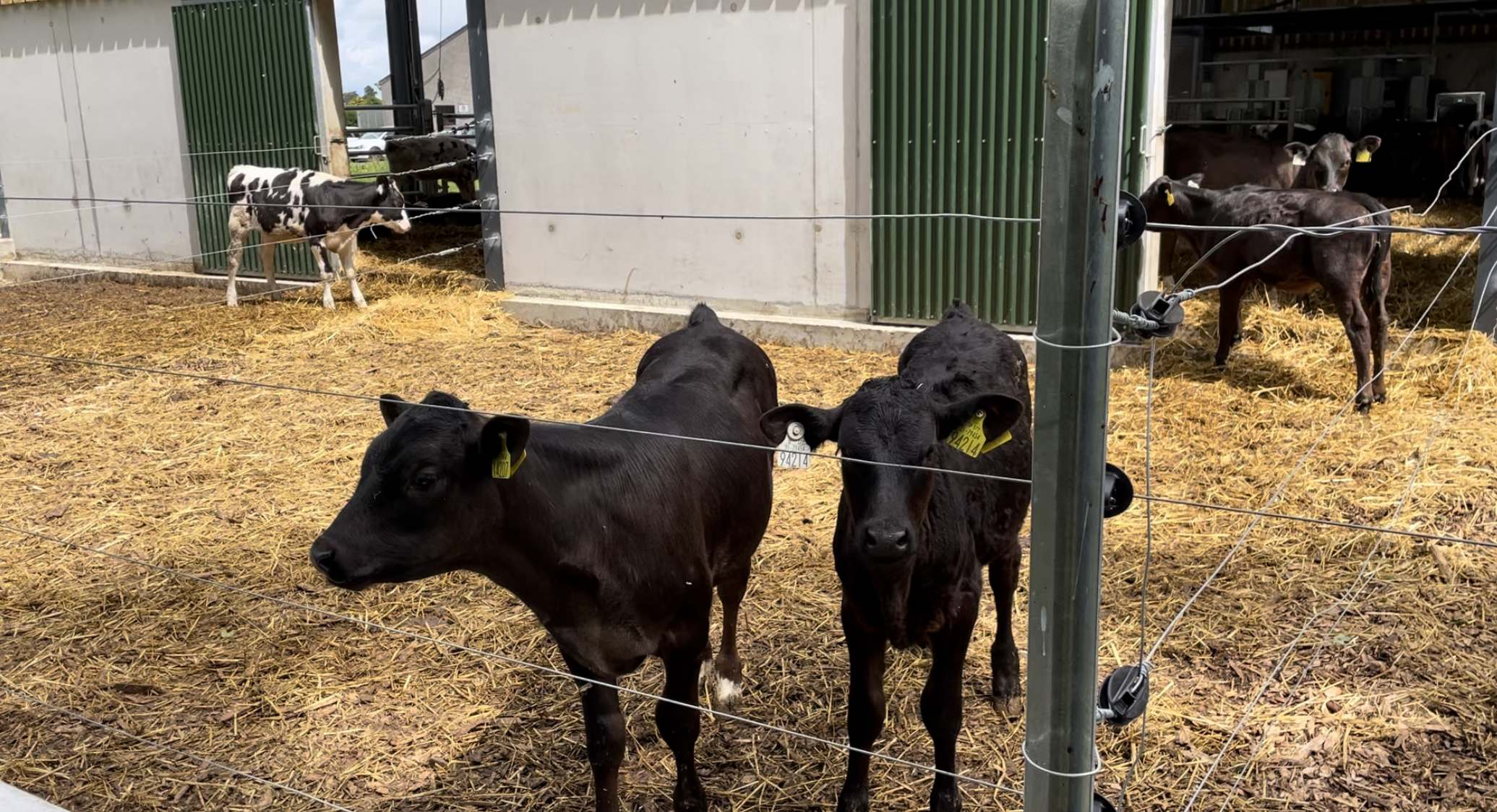 Calves also have access to an outdoor area bedded with woodchip