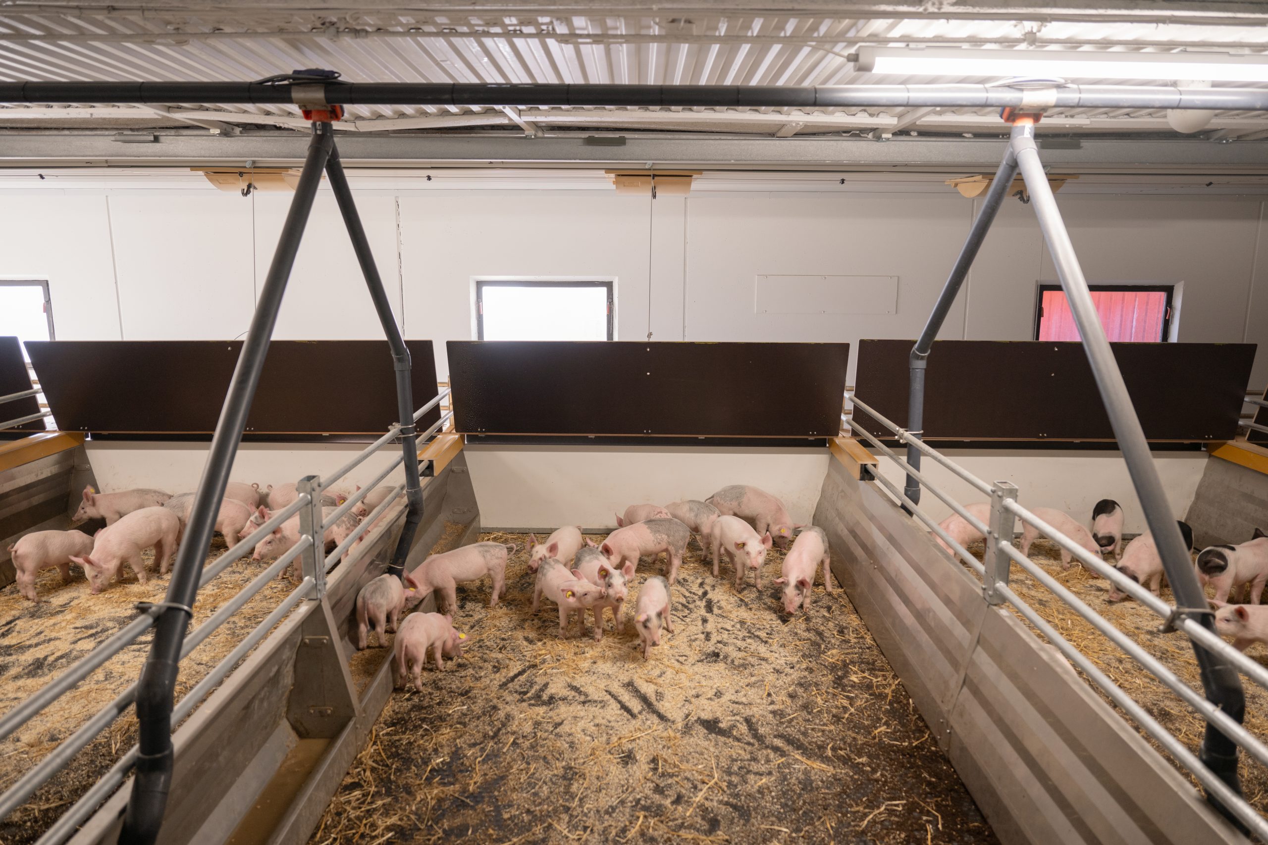 The pig pens are kept clean and dry, improving animal welfare and growth rates