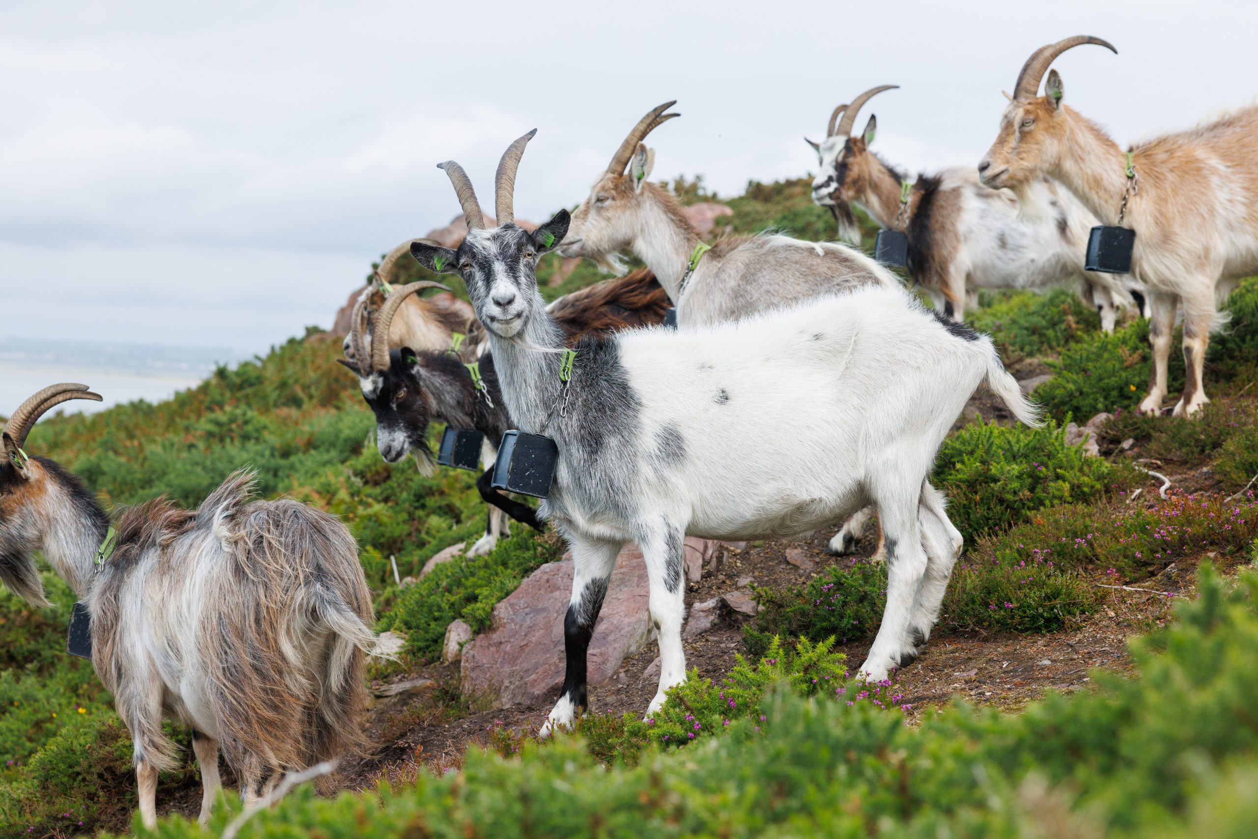 The Old Irish Goats herd with their Nofence collars. Source: Nofence