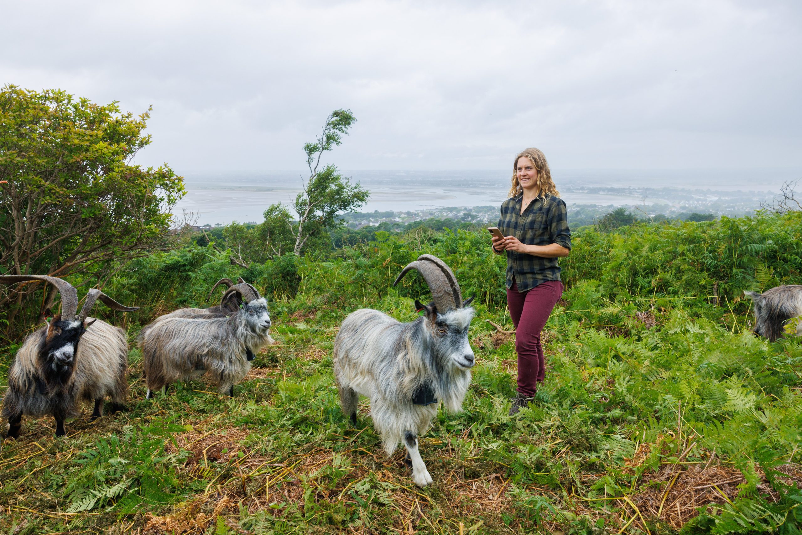 Goat herder Melissa Jeuken using the Nofence app to check on her herd of Old Irish Goats on the Howth Peninsula, Co Dublin. Source: Nofence