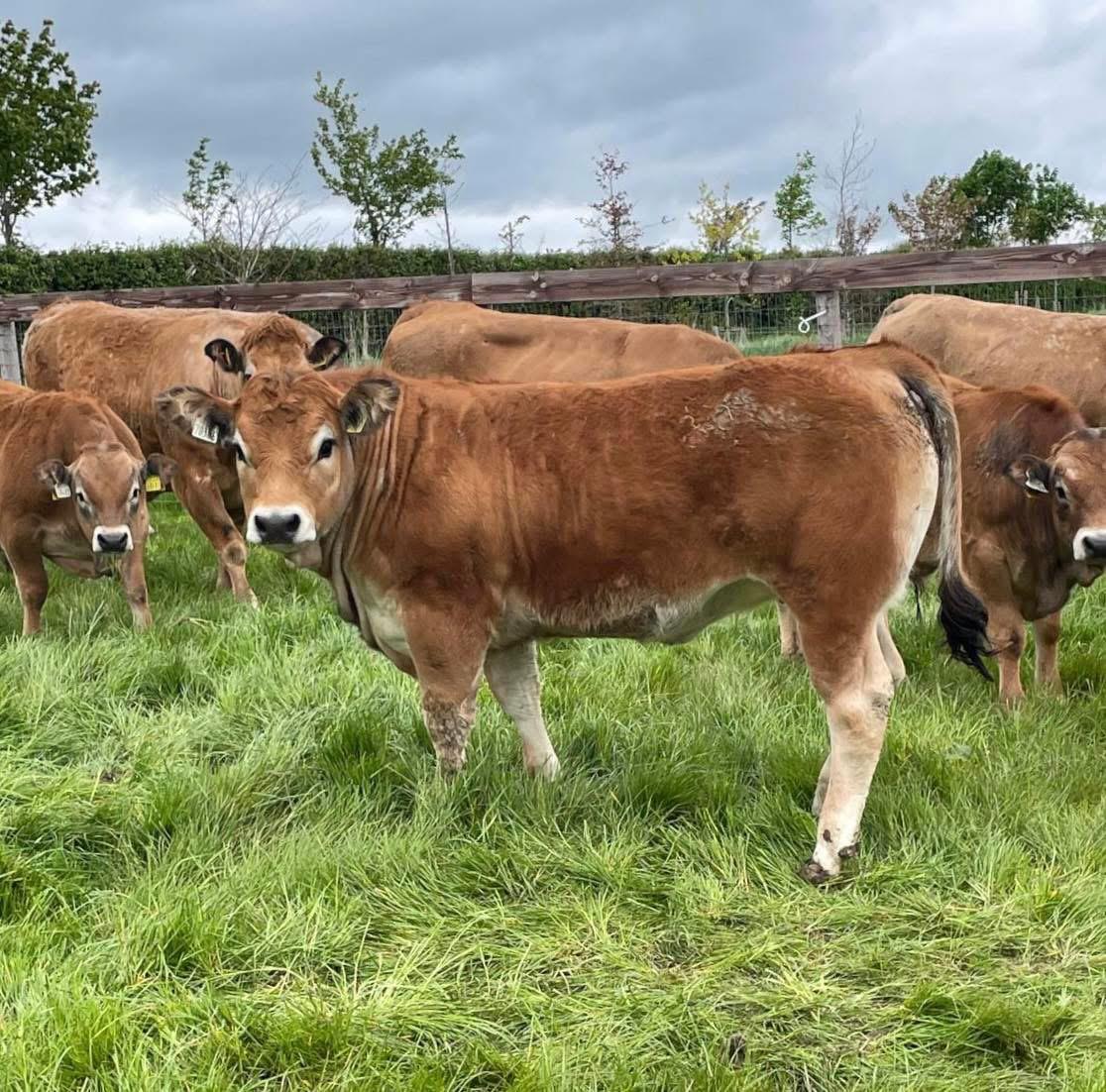 Glenford Uriel sold for €4,550