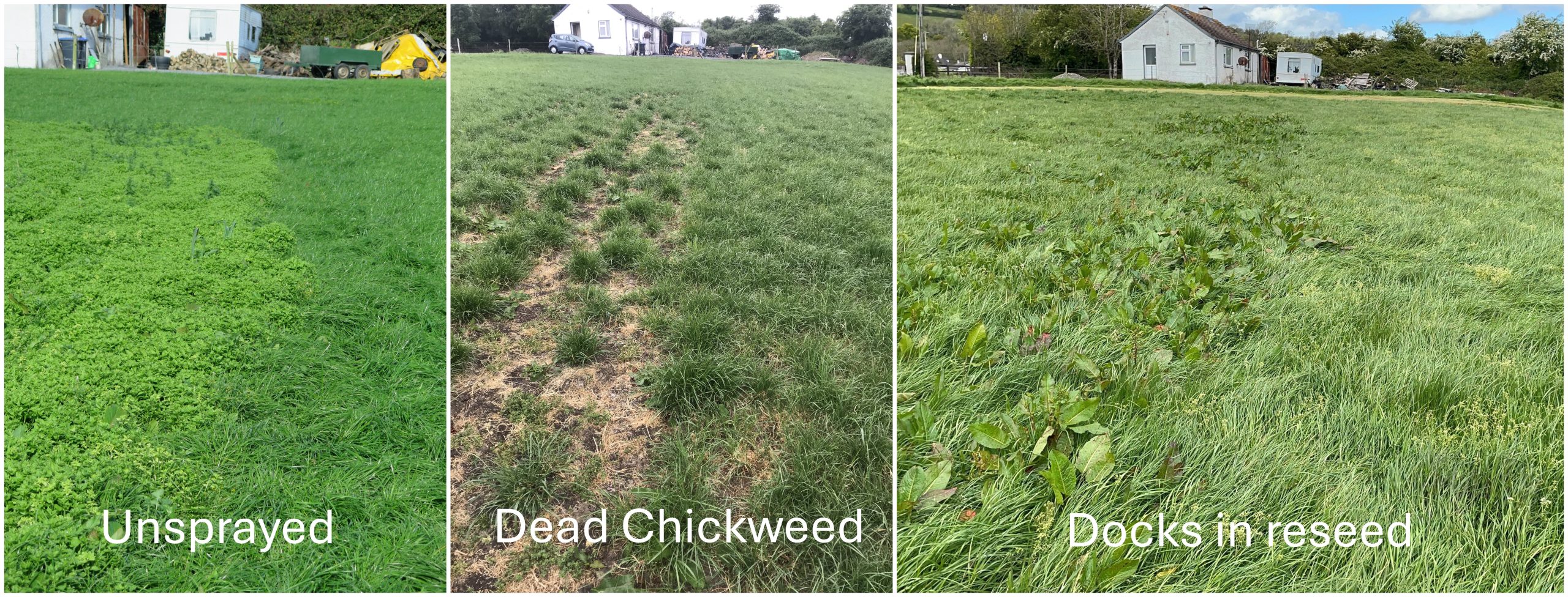 ProClova XL is the product of choice when addressing chickweed, according to Chris Maughan of Whelehan Crop Protection