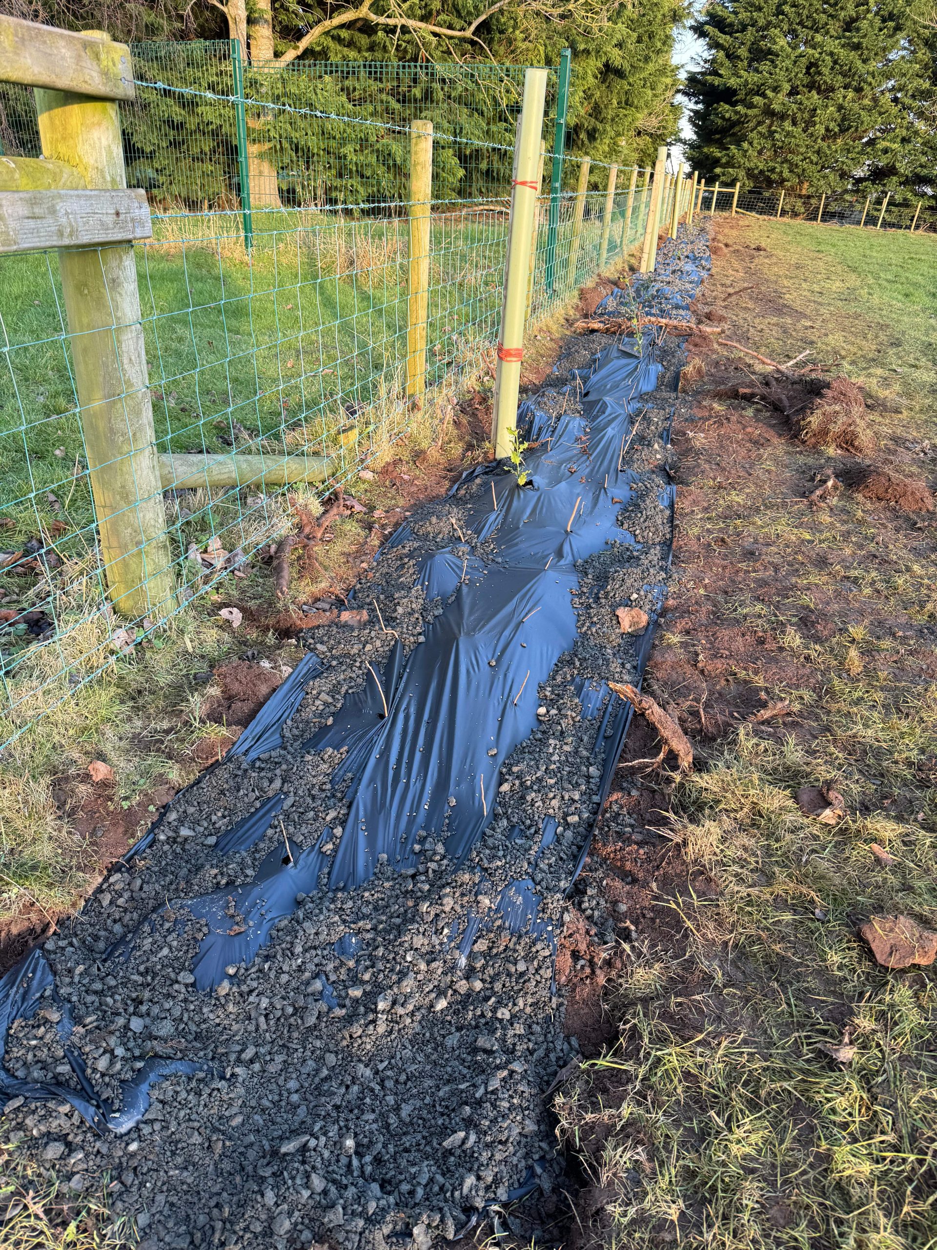 A new mixed species hedgerow planted by students protected from weeds using biodegradable film