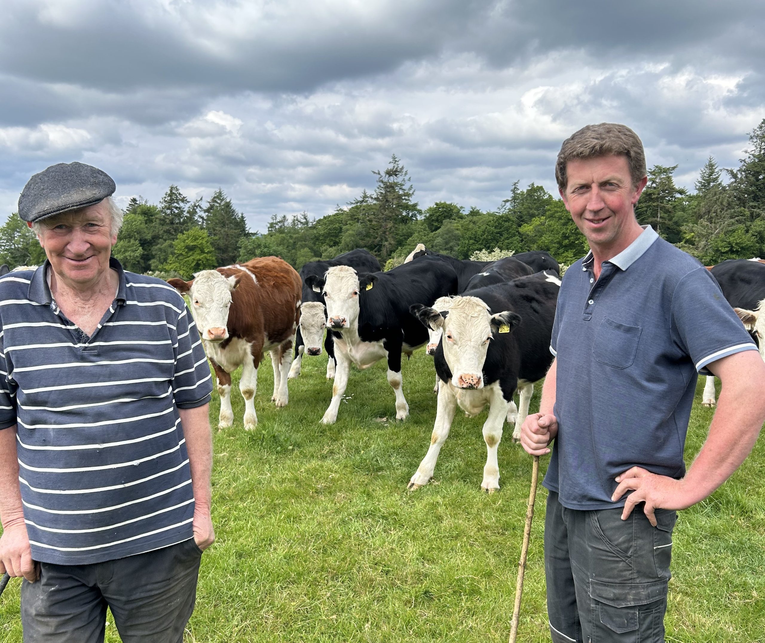 (L-R) Rody and Michael Costelloe with some of their steers. Source: Irish Hereford Prime