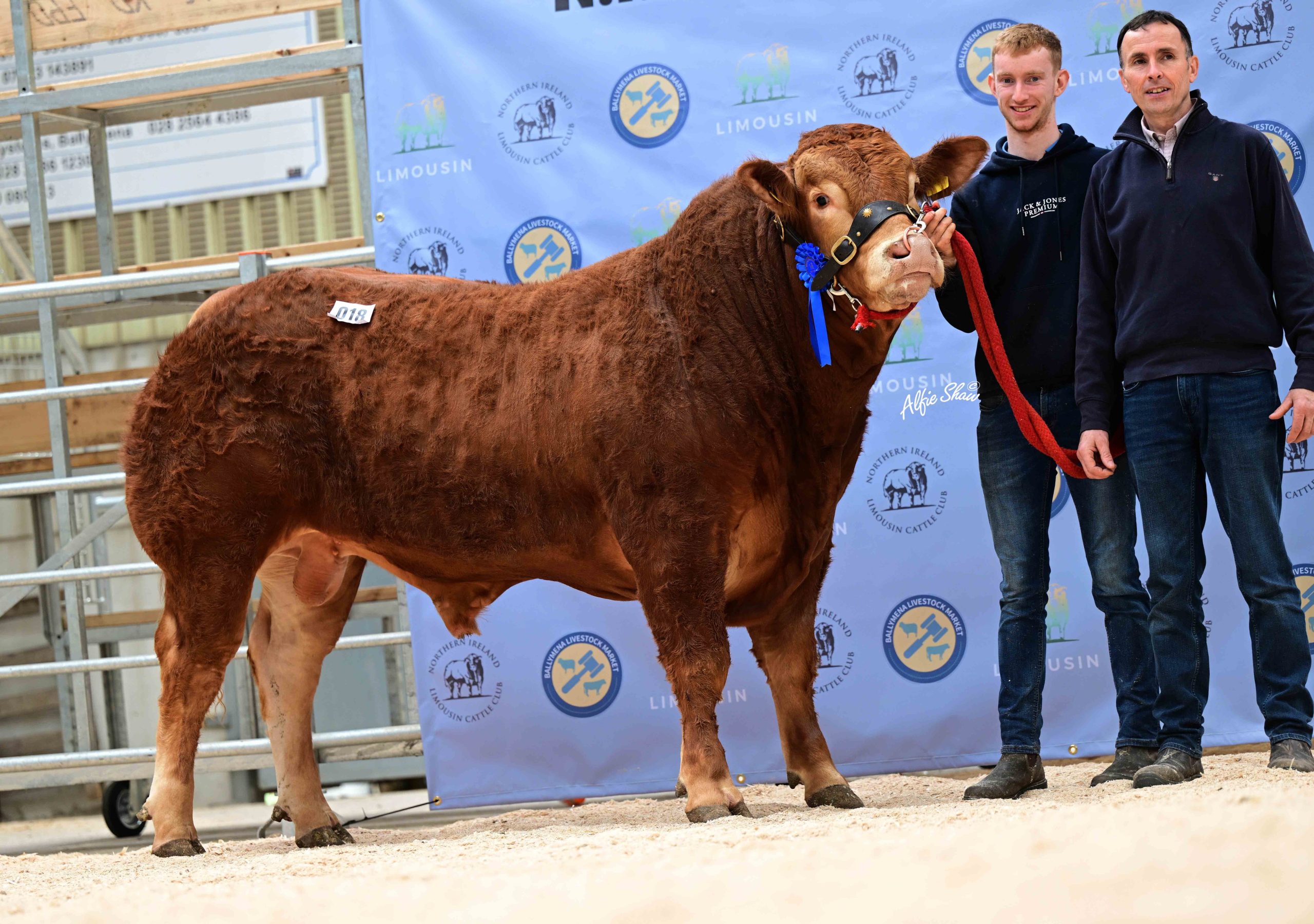 Sale leader at 8,200gns was the second-prize Bernish Uriah, bred by Kieran McCrory and exhibited by Shea Helferty. Source: Agri-Images