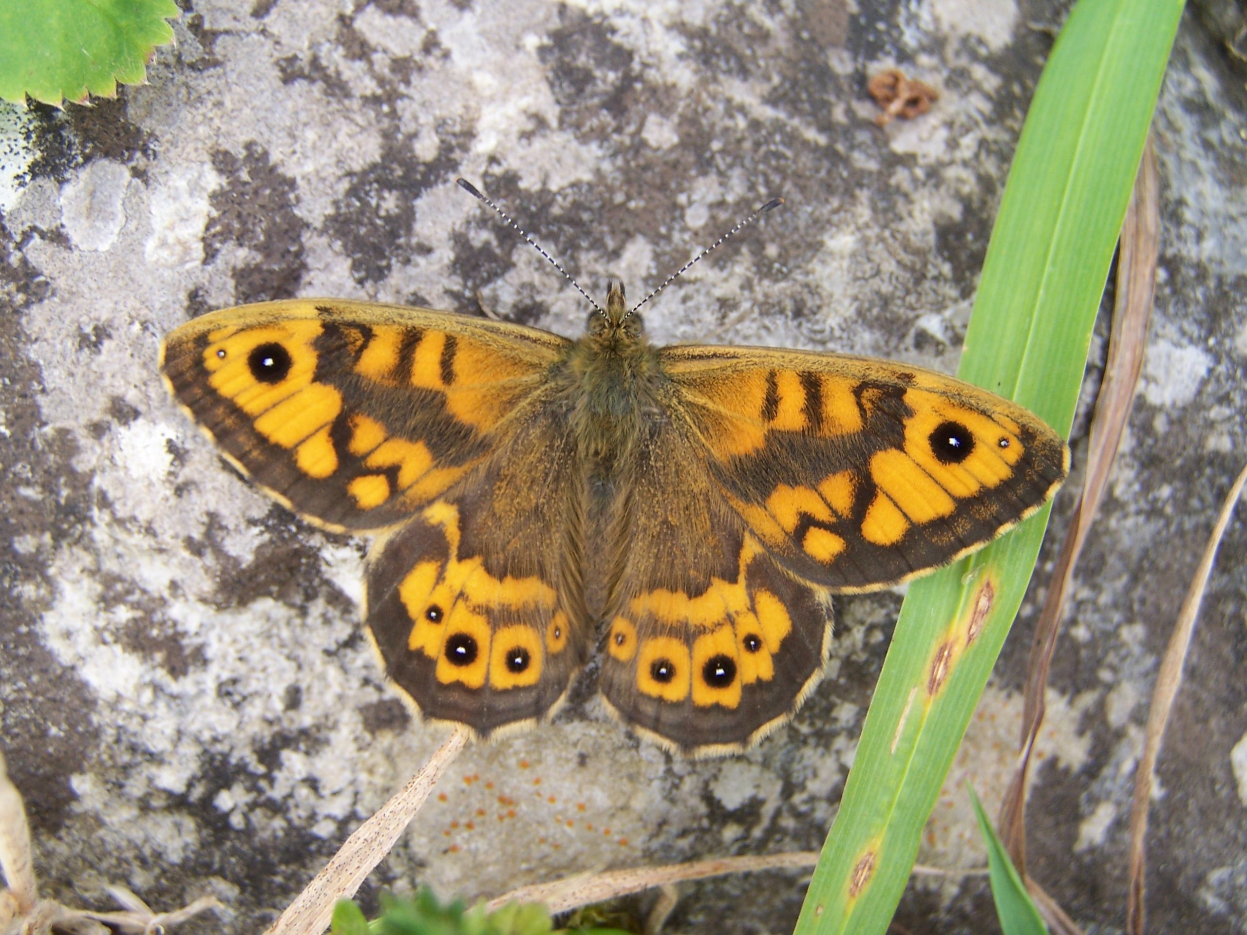 Wall brown butterfly. Image source: Jesmond Harding
