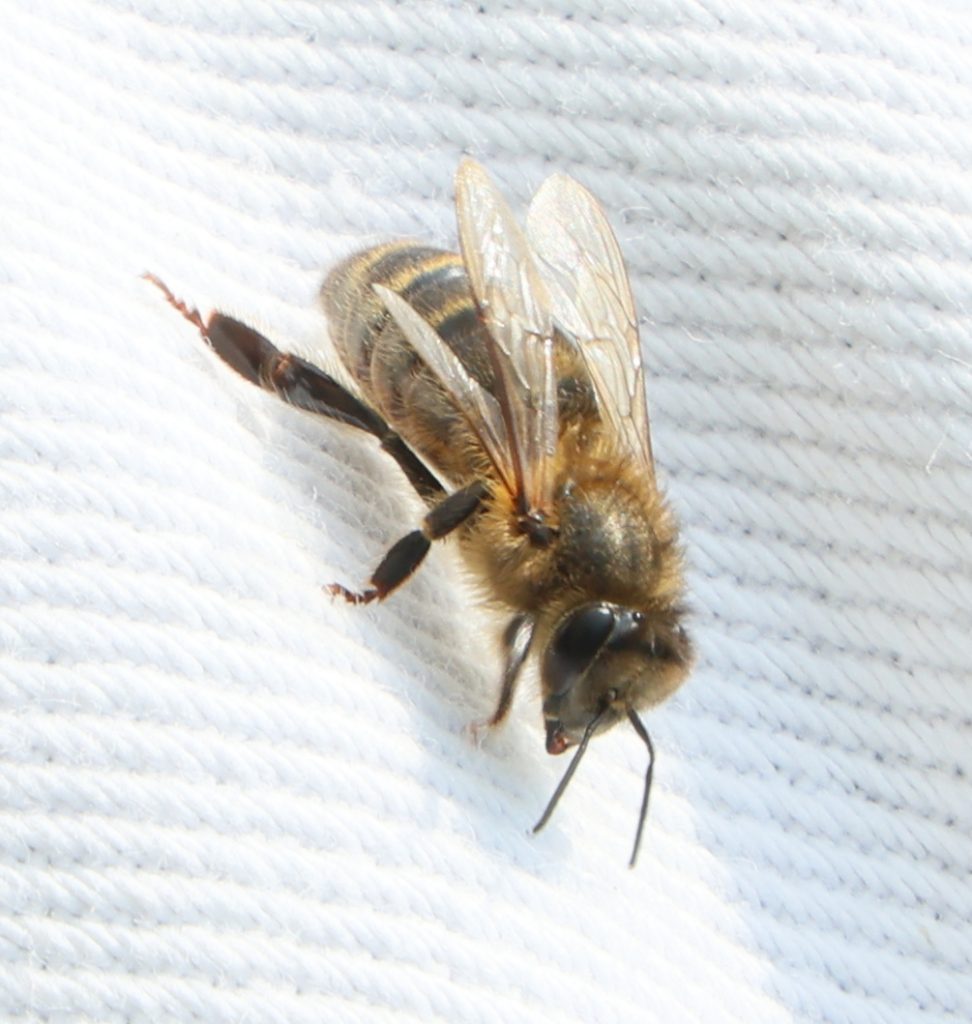 Wild native Irish honeybee