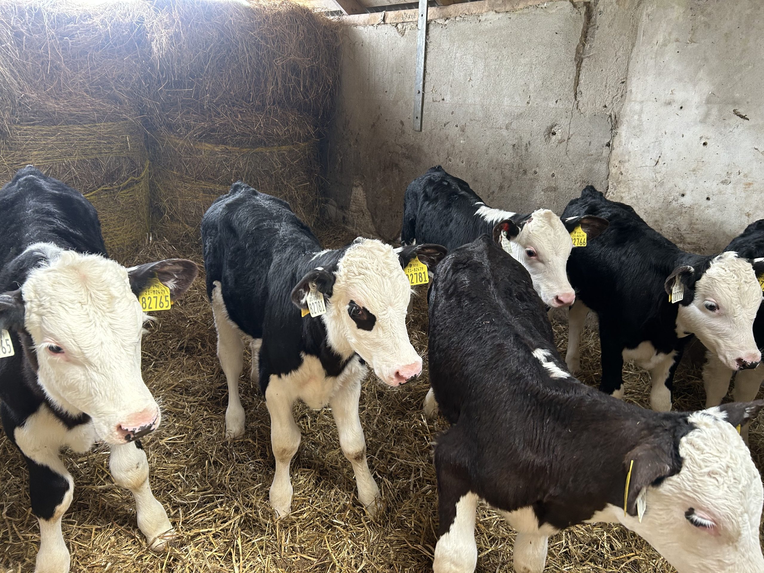 Young calves on the Costelloes' farm. Source: Irish Hereford Prime