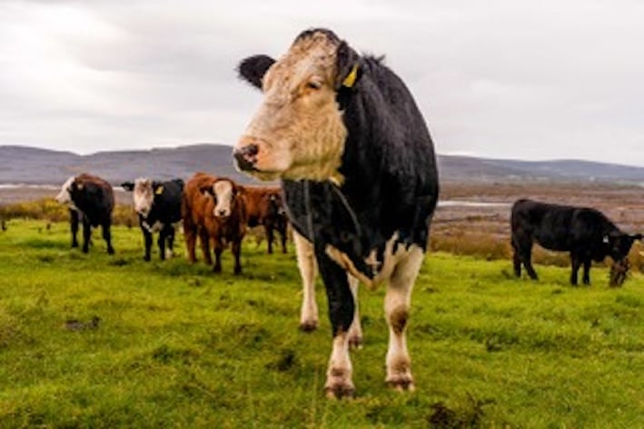On the O'Rourke family farm in Co. Clare. Source: Eamon Ward.