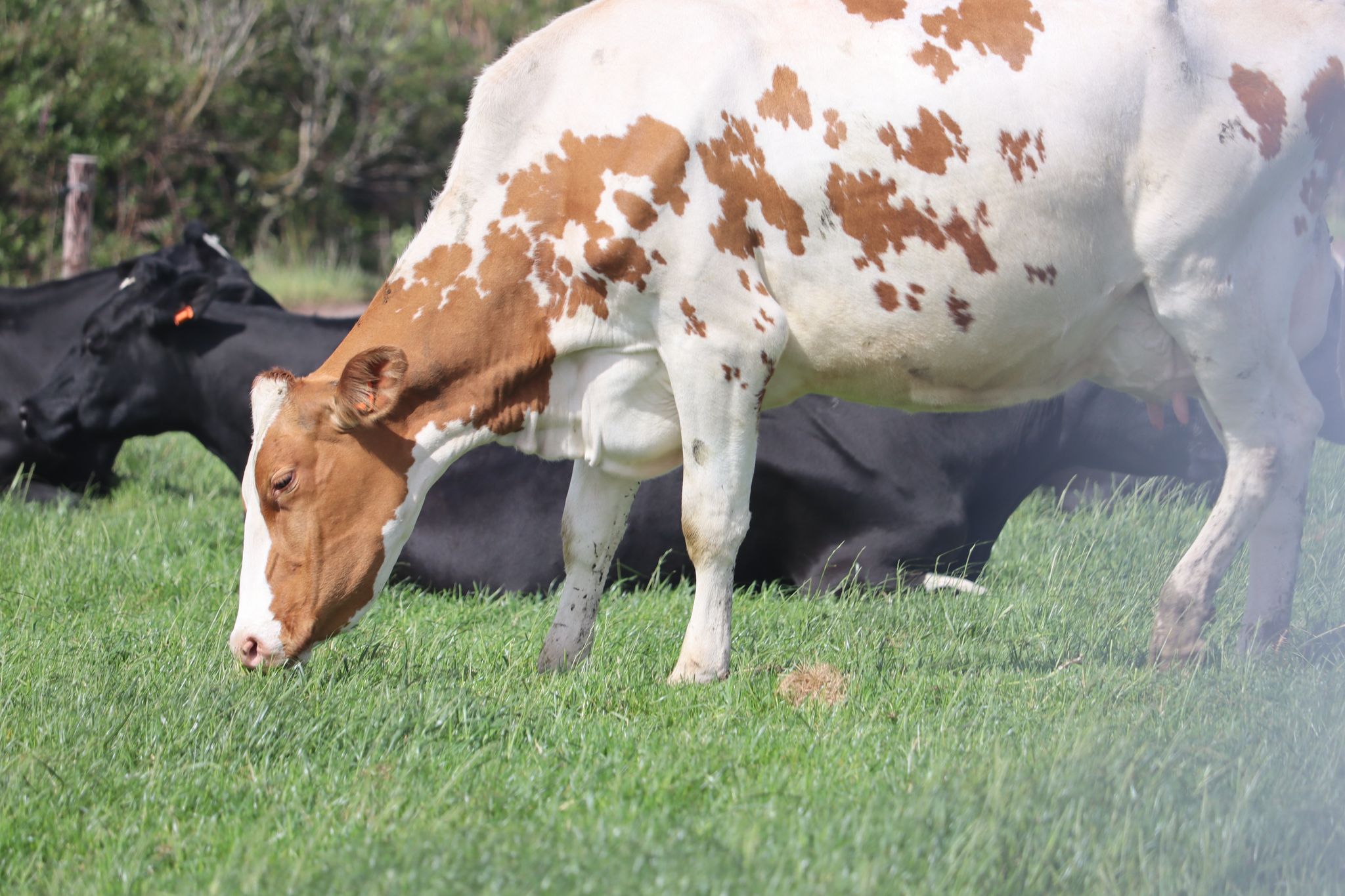 Ronan's cows grazing away