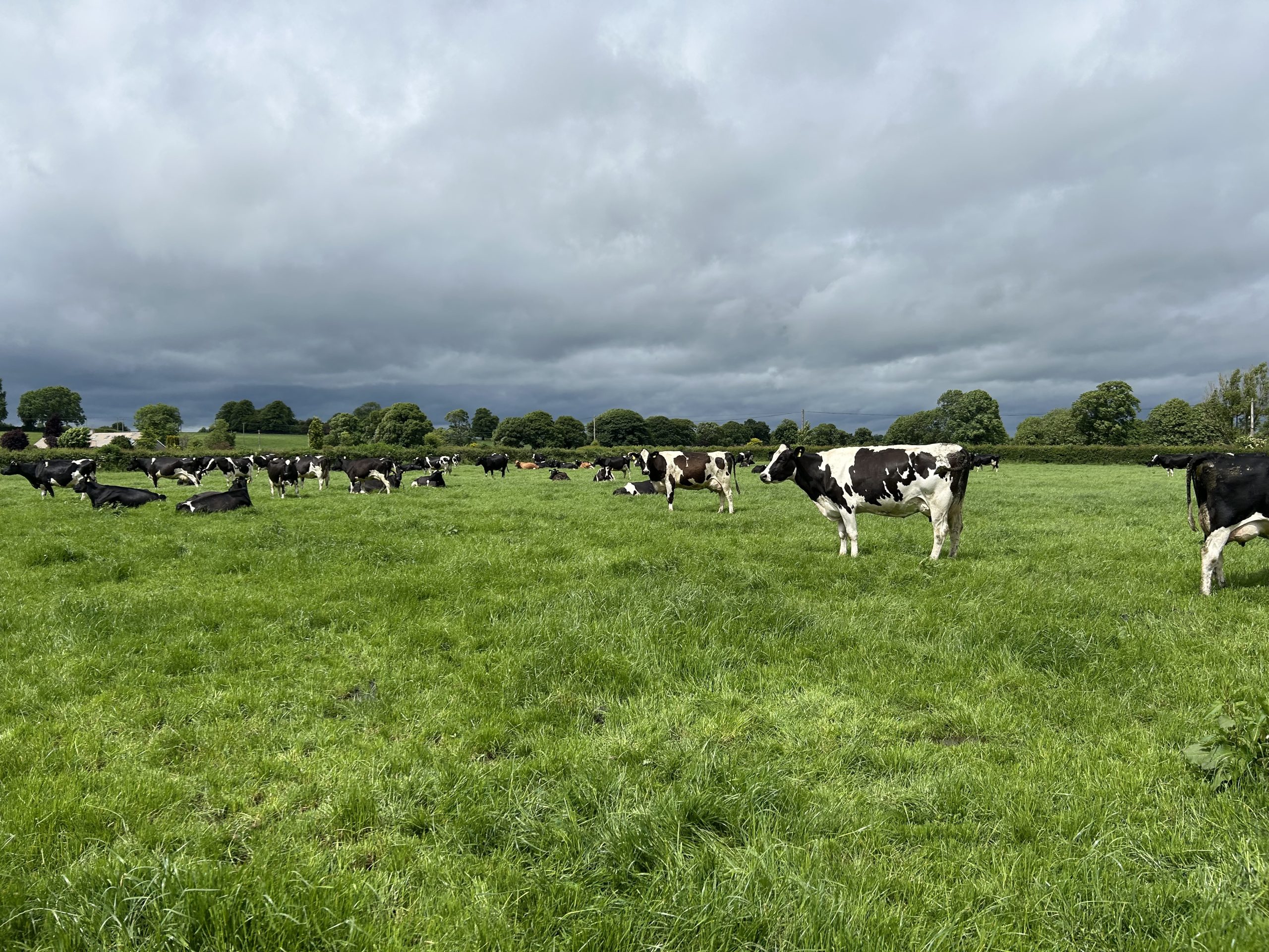 Mark Lonergan's cows out grazing
