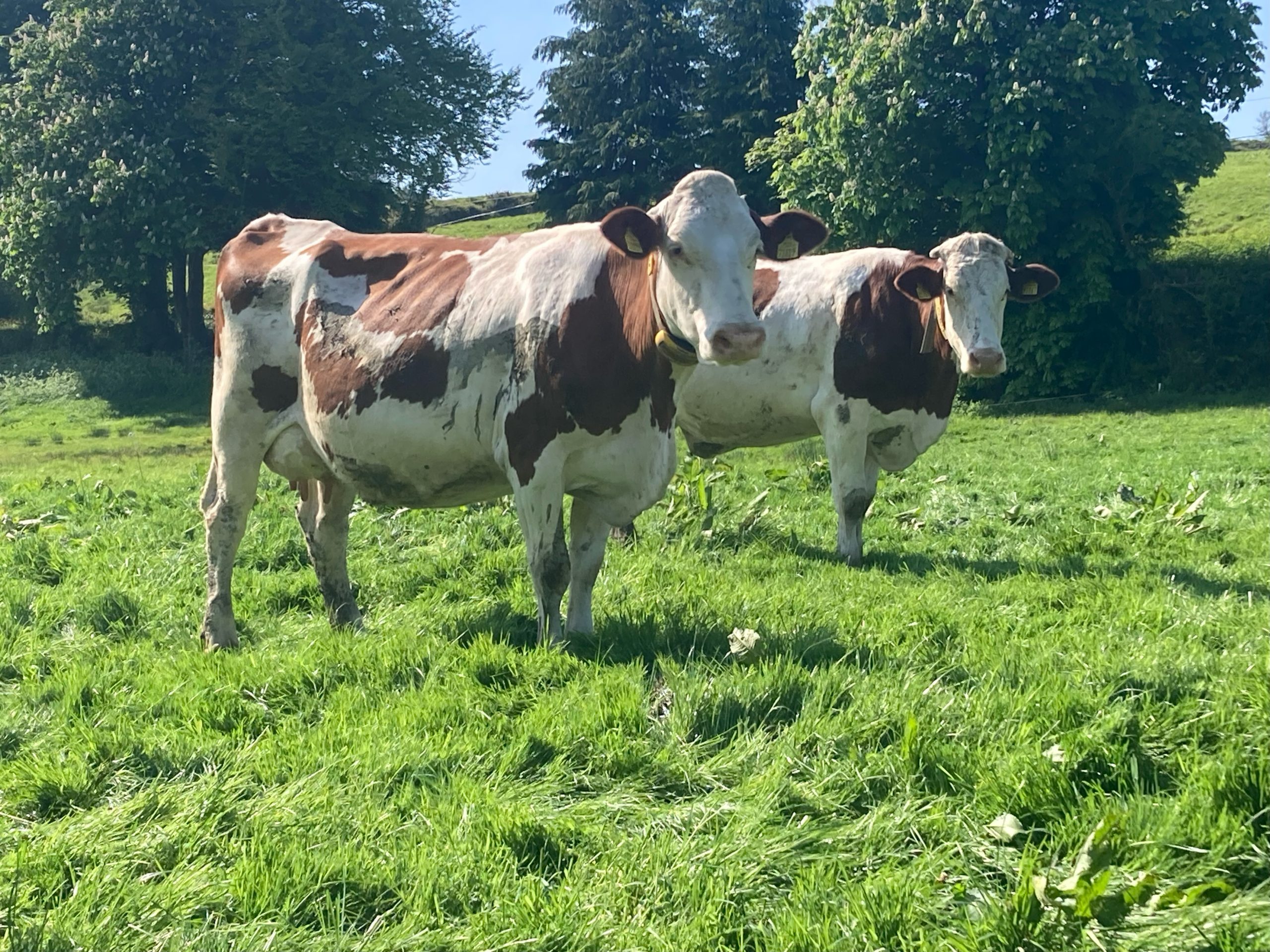 His herd of cows have great power with a will to milk