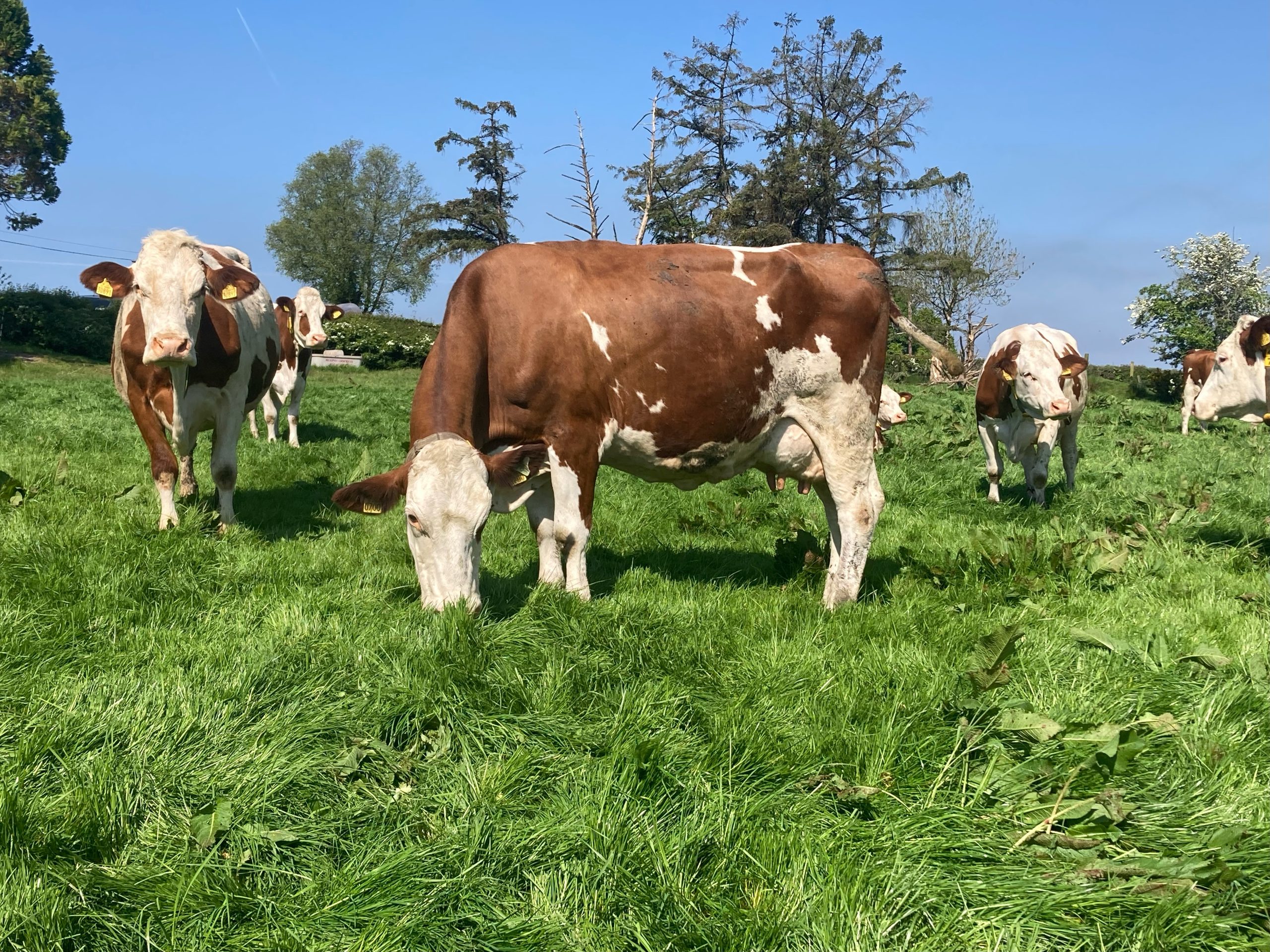 The purebred registered Montbeliarde cows grazing in Leitrim