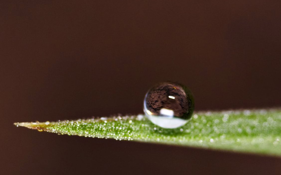Surface tension is the force that forms this droplet and holds it in shape. Source: Michael Apel