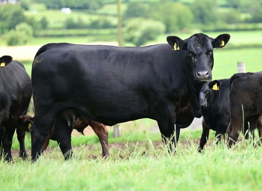 This daughter of the sale leader sold for 8200 guineas to Samantha Allen. Source: Agriimages