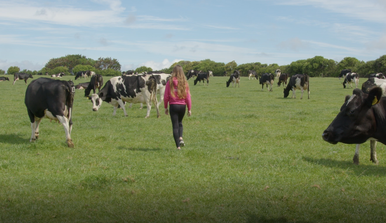 Amelia walking through the herd of cows