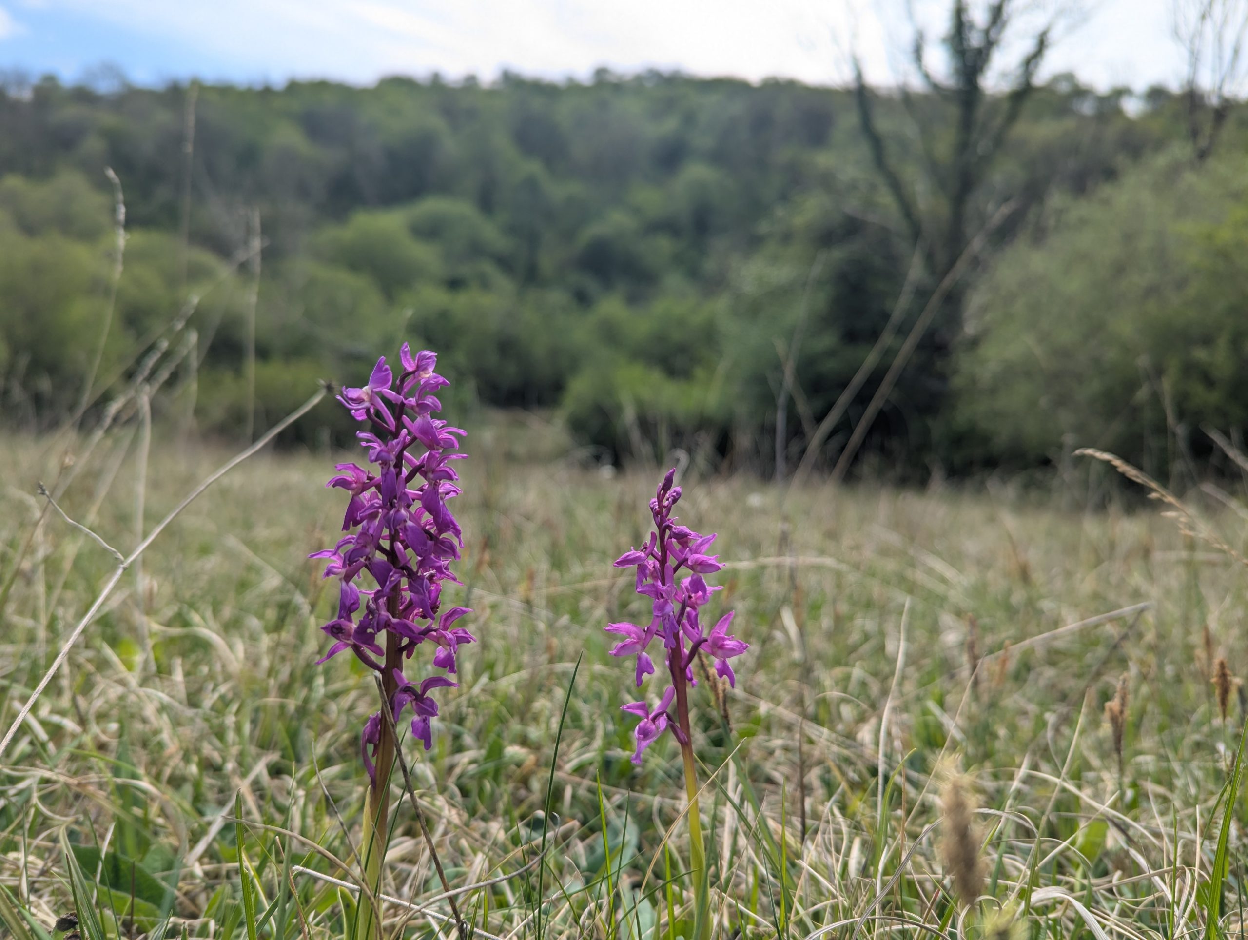 Wildflowers such as early purple orchids blanket the grasslands of Fedian in spring and summer