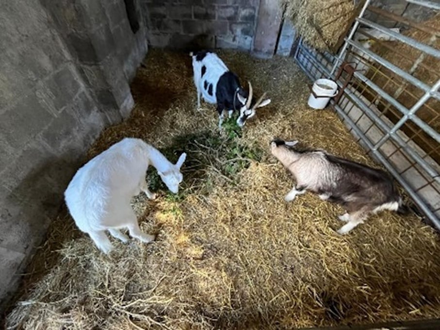 Goats from the Reck family farm in Co. Wexford. Source: Social Farming Ireland