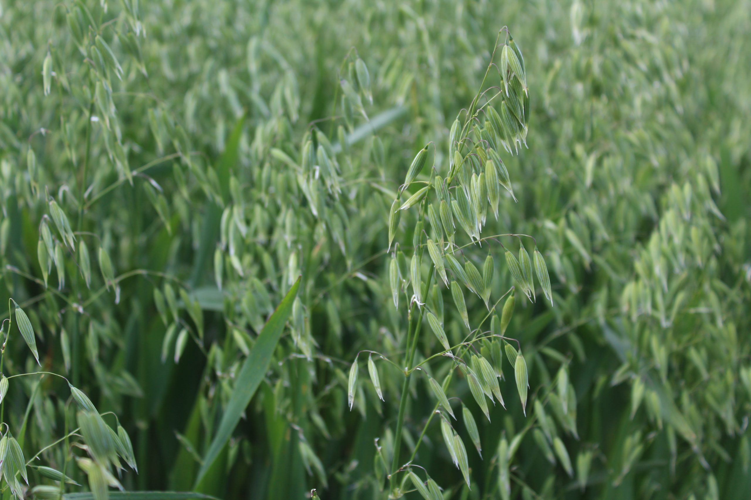 Fast maturing winter oats on the Co. Laois farm of Clive Carter