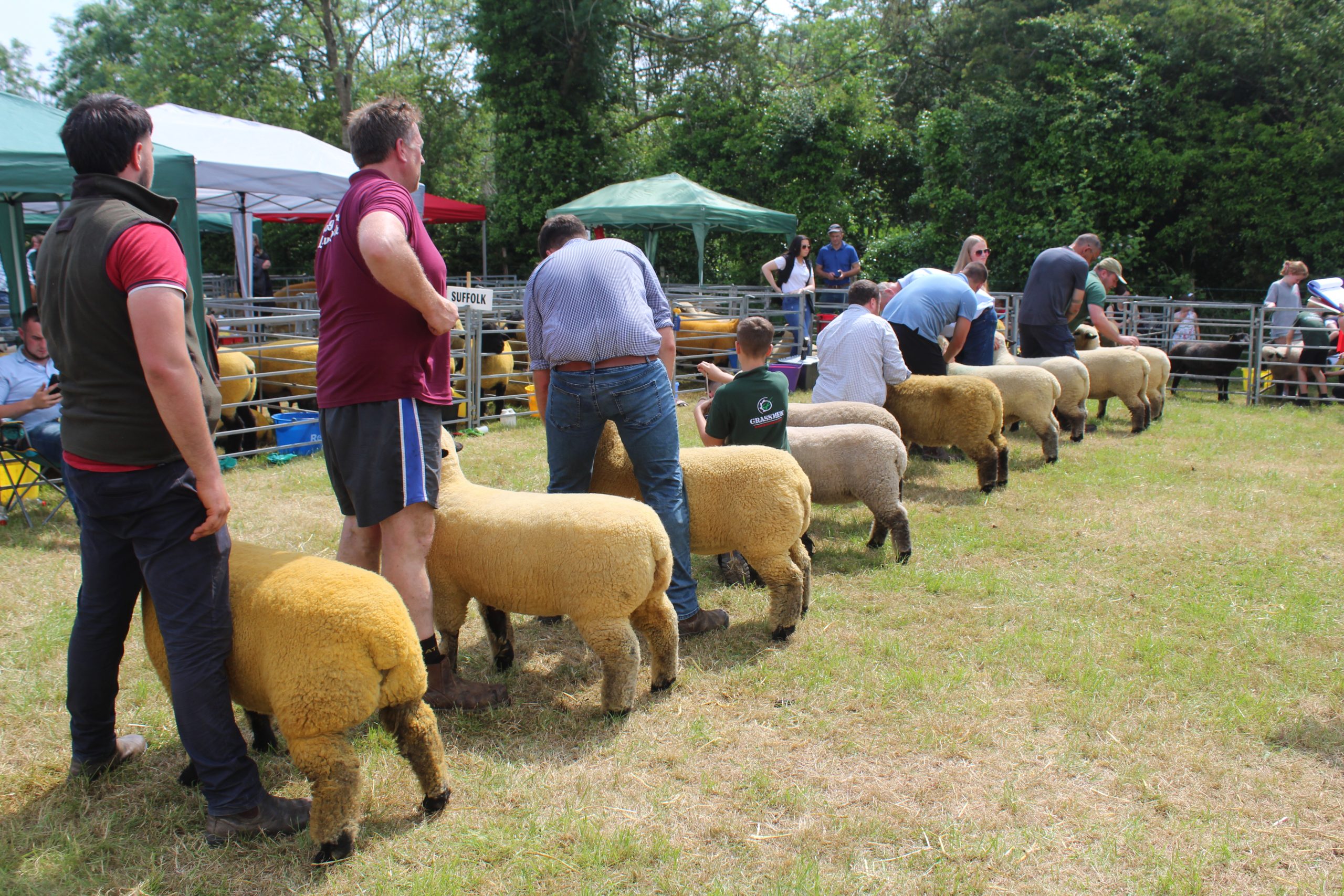 Sheep judging at Saintfield Show 2025
