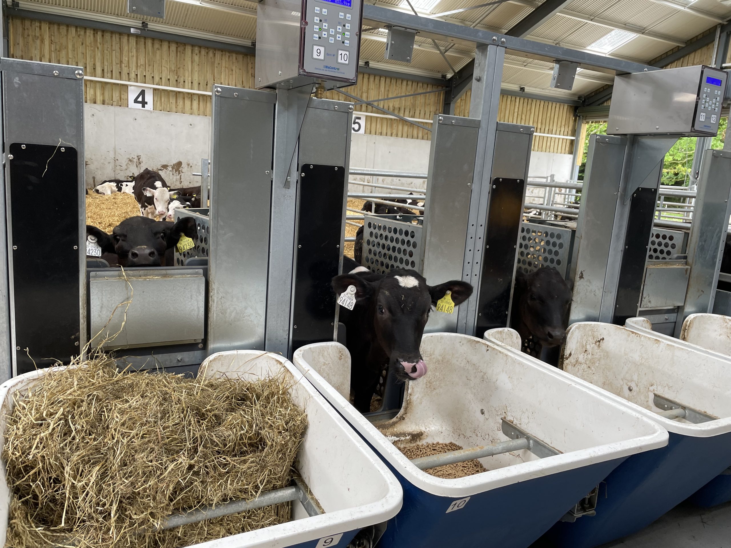 Some of the calves in the current trial