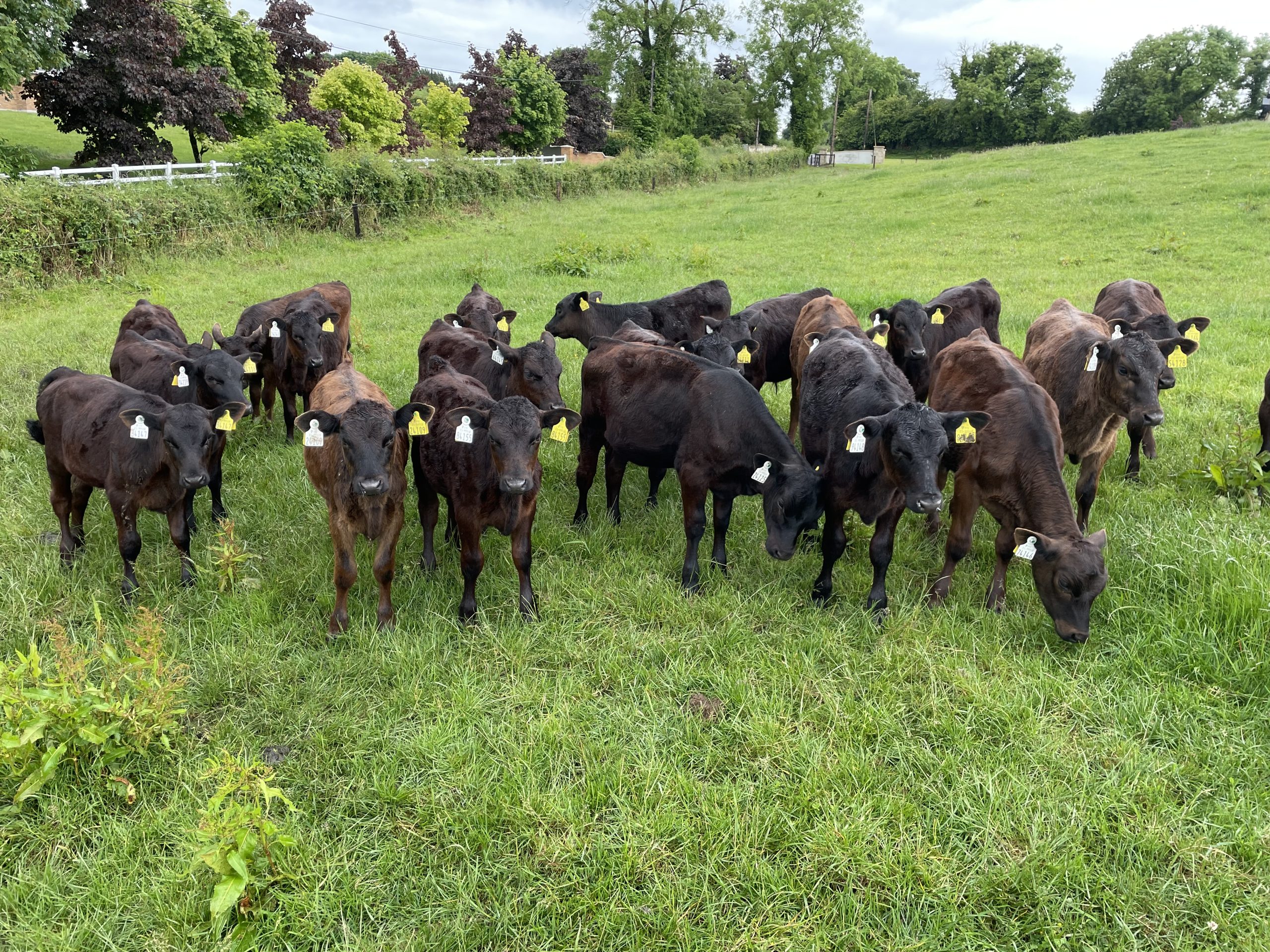 Calves are on 1kg concentrates/head/day and are paddock-grazed with constant access to fresh grass
