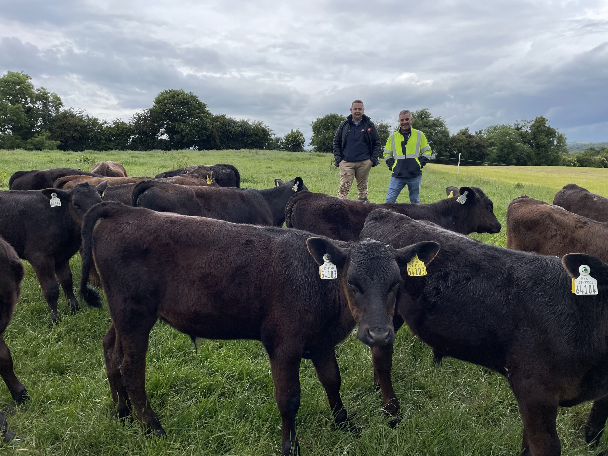 Angus-sired dairy-beef calves are sourced from a neighbouring dairy farmer
