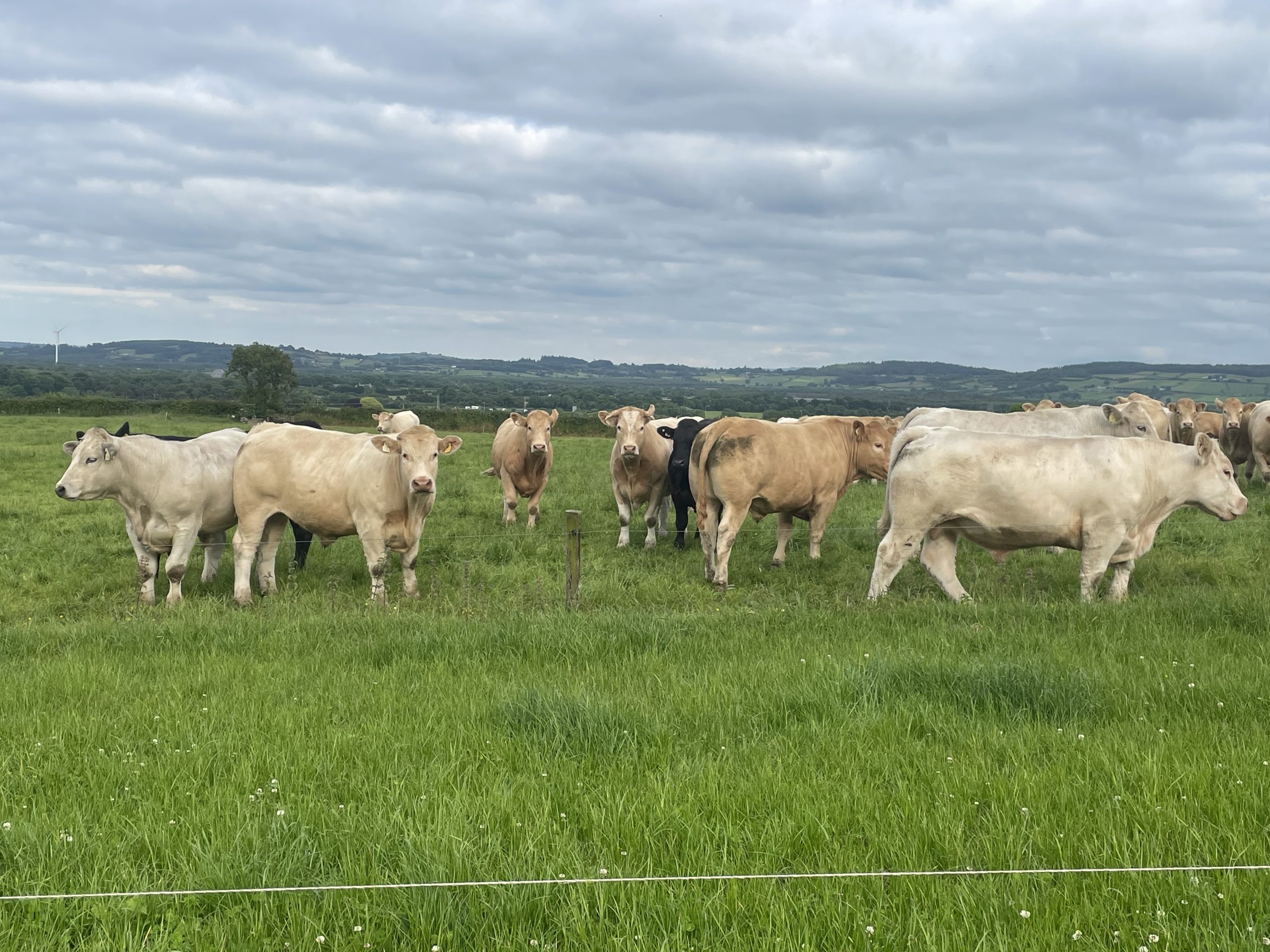 A sample of the type of cattle on the Tim Meagher's Co. Tipperary farm
