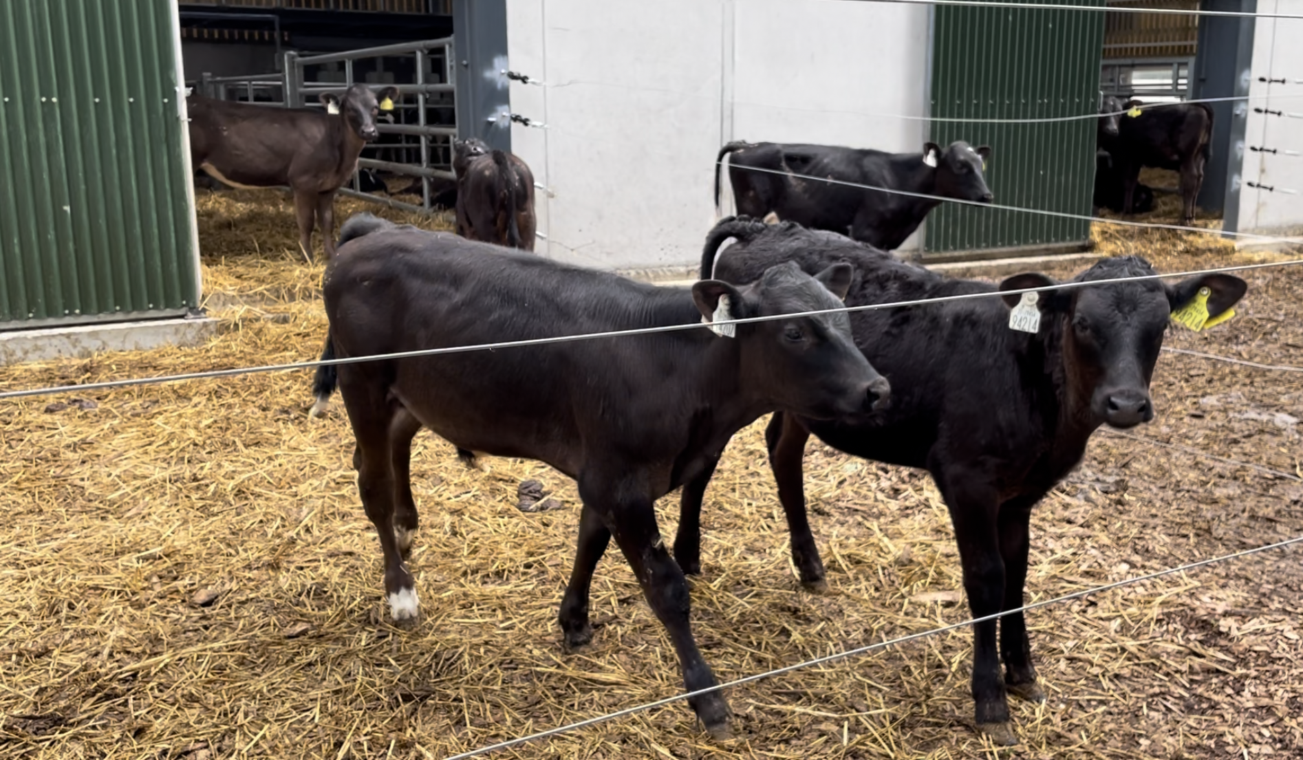 The housing pens allow access to an outdoor area bedded with woodchip.