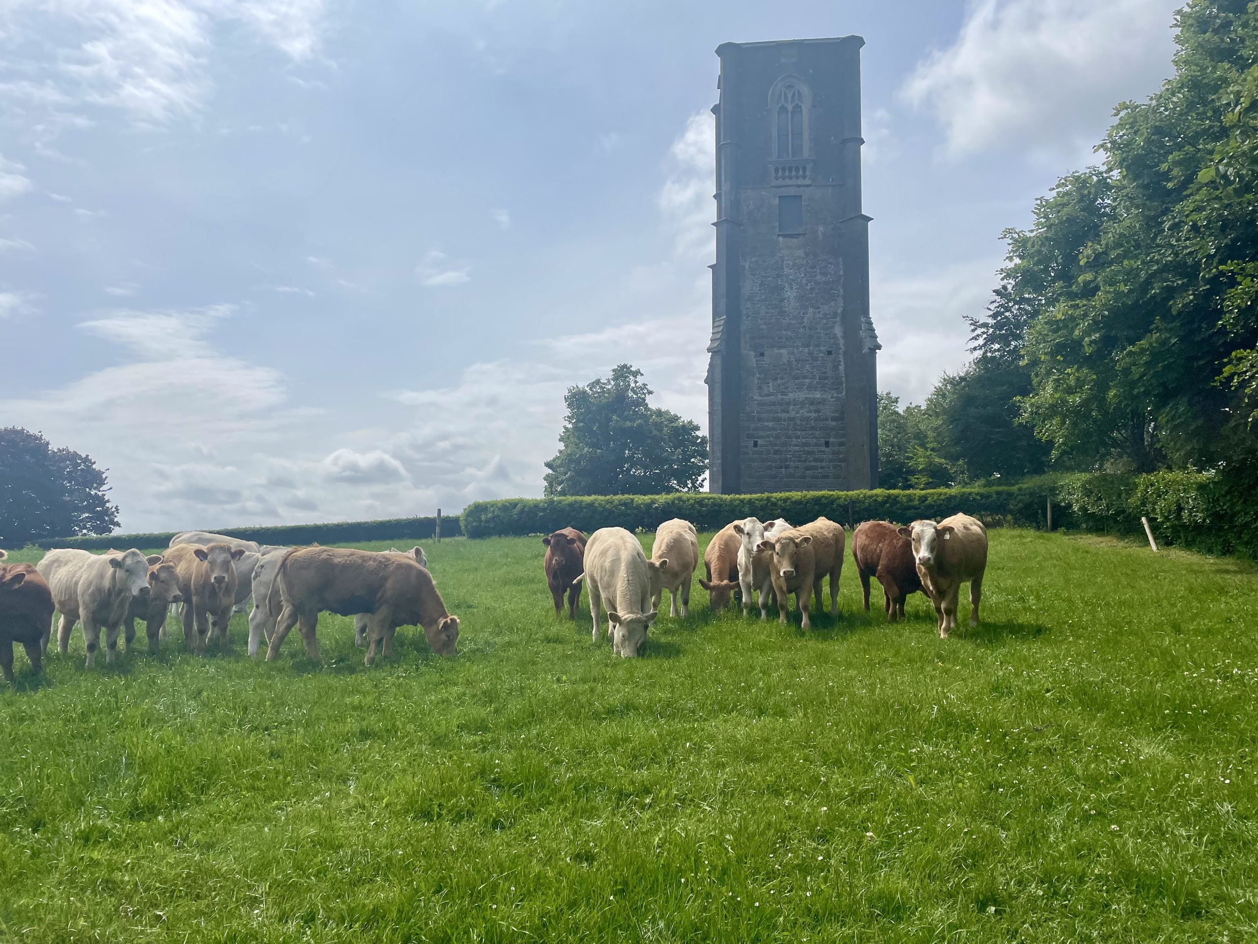 One of the batches of heifers on John Phelan's farm