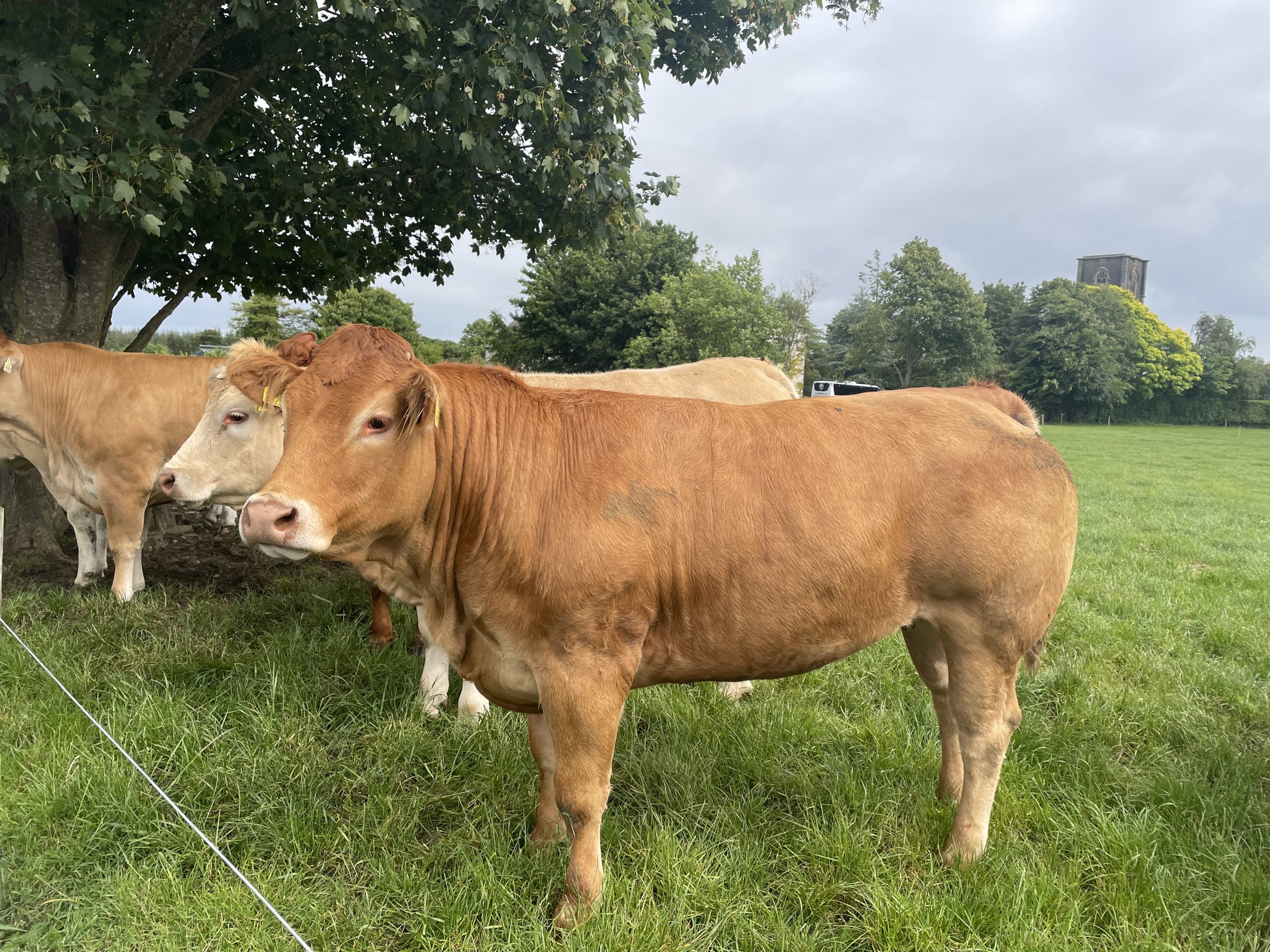 Some of the older stock on the Phelan farm