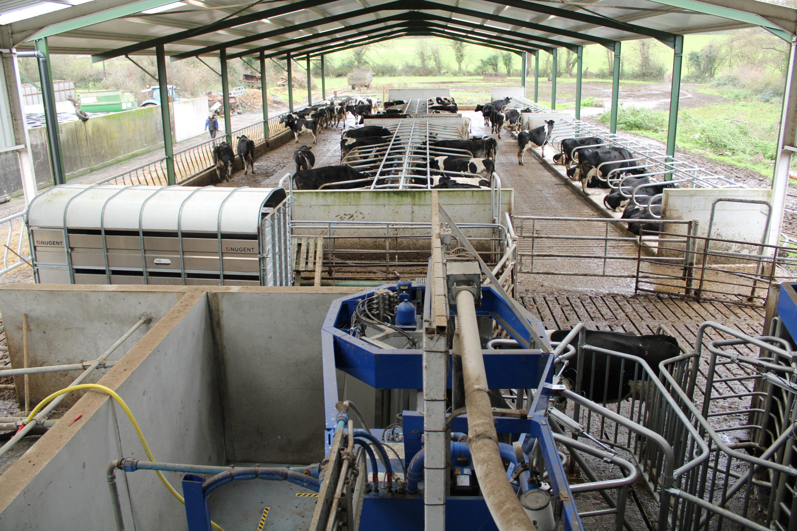The cubicle shed connected to the milking space
