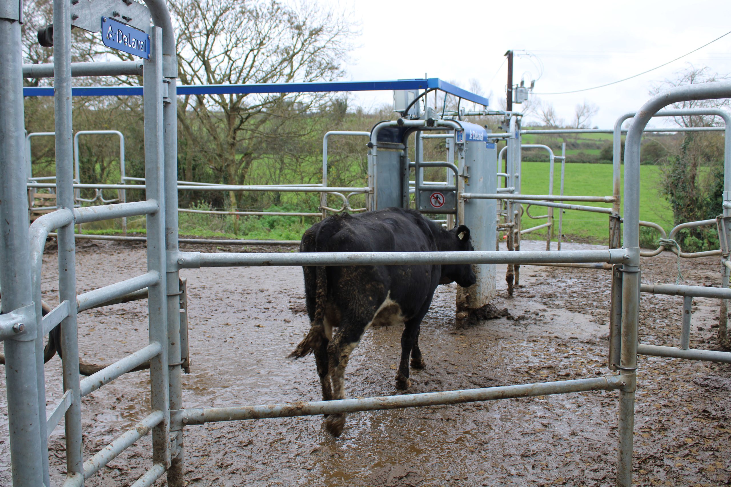 Cows coming out after milking to a series of permission gates