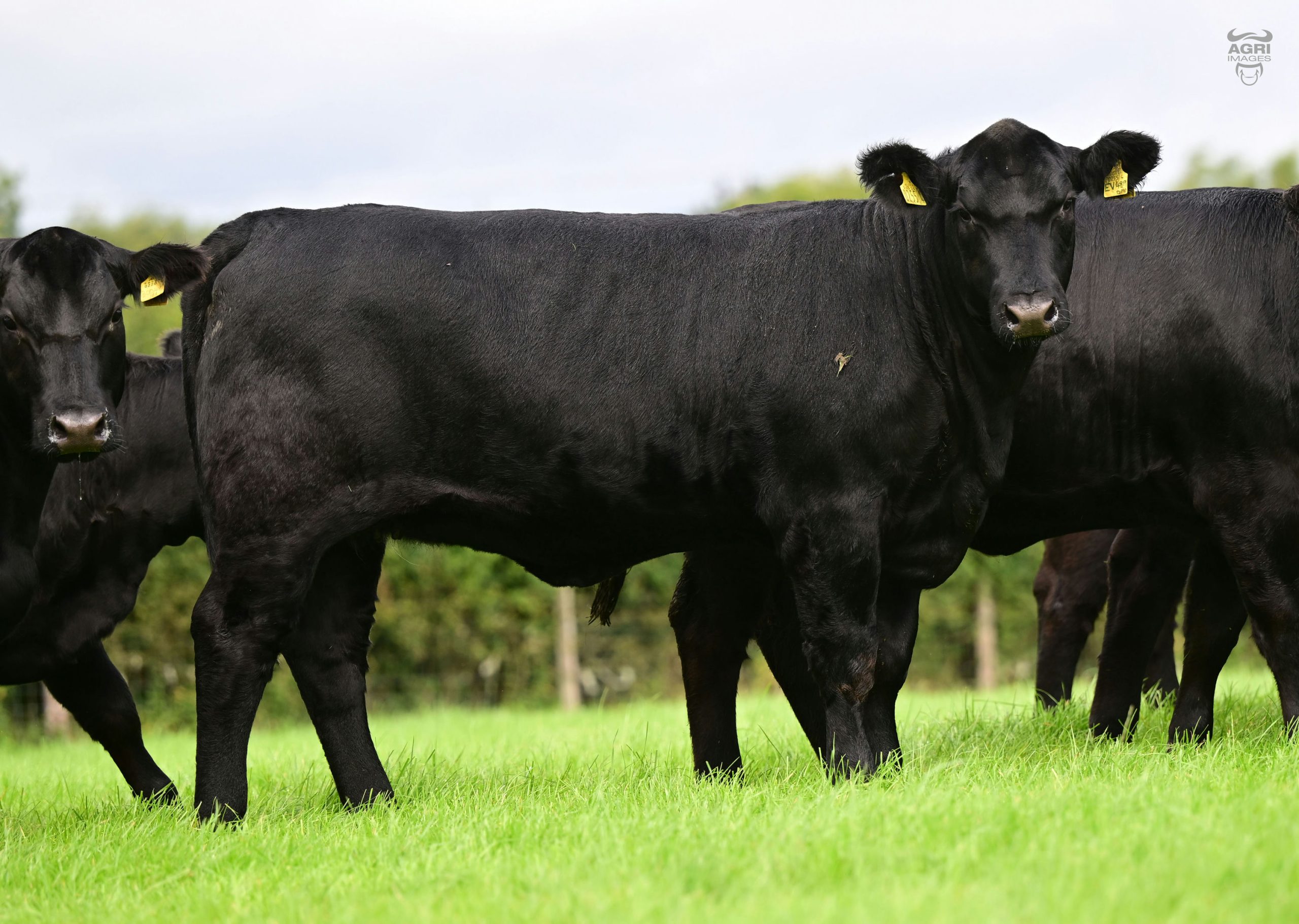 Island Farm Evora Mist caught the eye selling for 7400 guineas to Belston Ltd, Aghalee. Source: Agriimages
