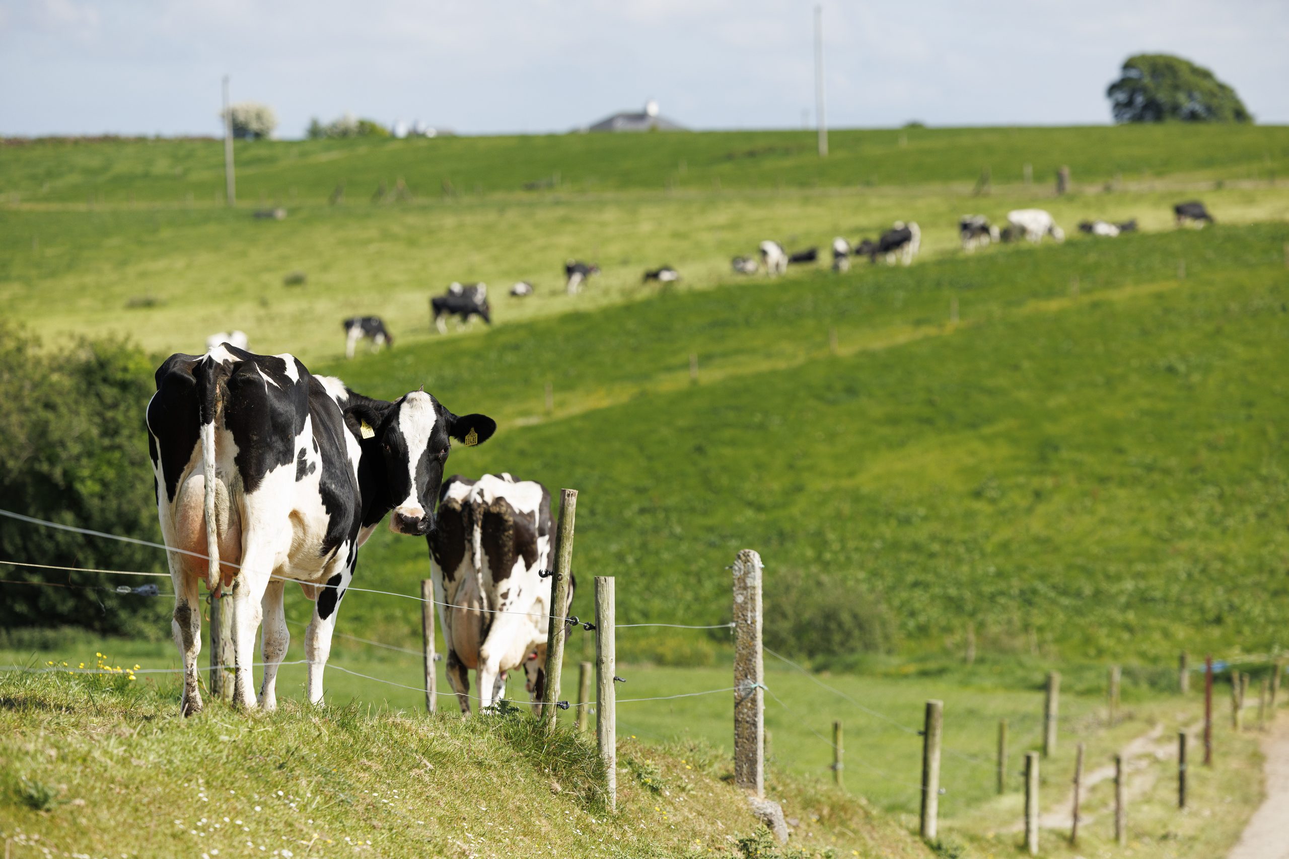 Cows on the O' Callaghan farm in Farnivane, Newcestown, Co. Cork. Source: Lely