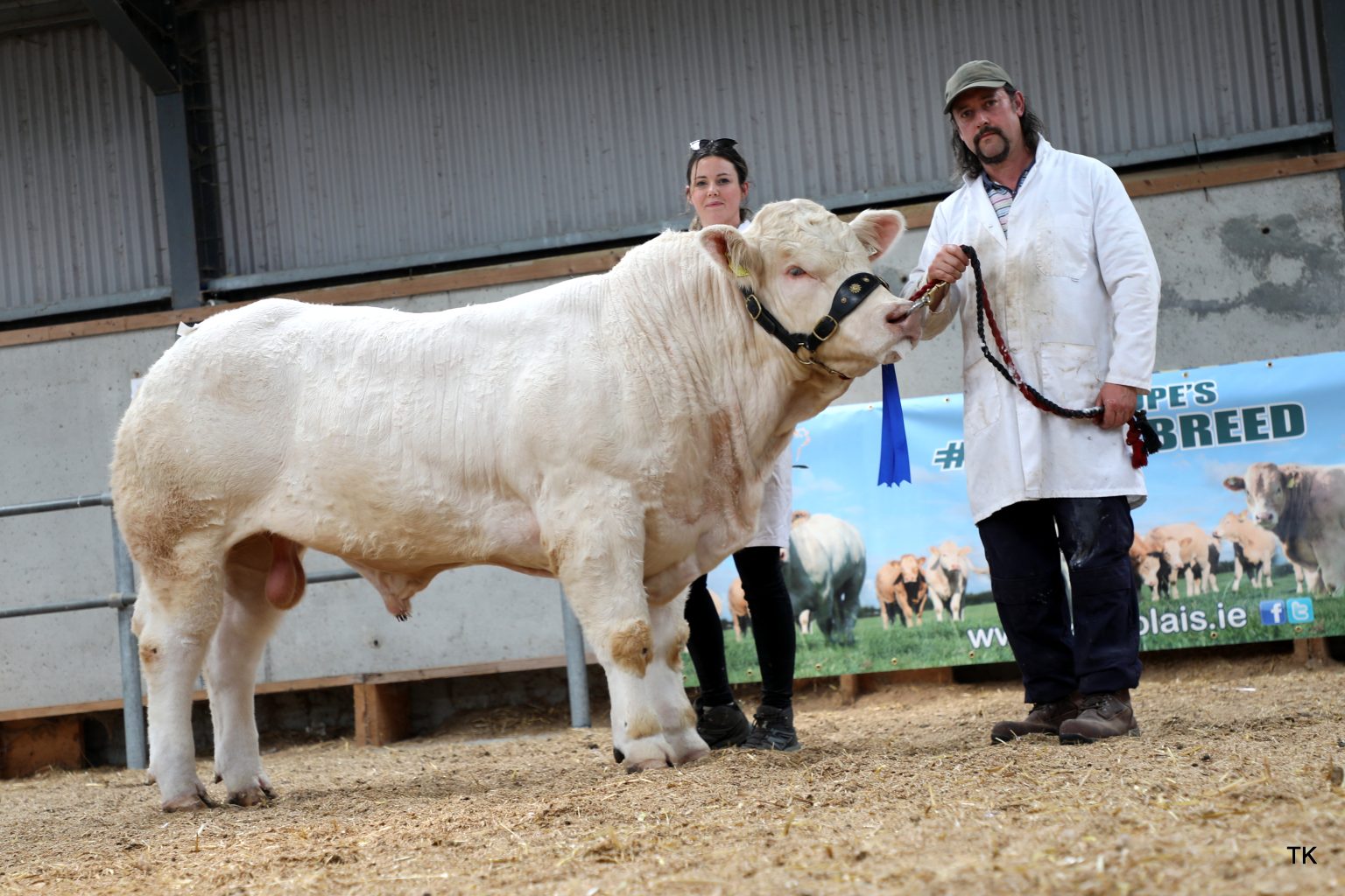 Laraghcastle Victor (et) sold for €6,000