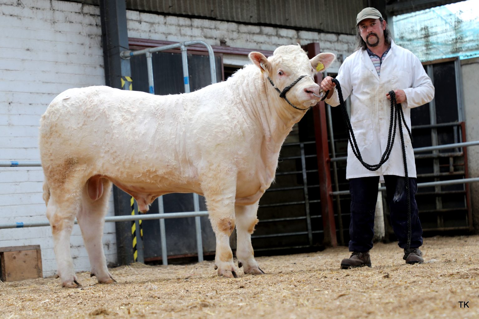 Laraghcastle Vincent (et) also sold for €6,000