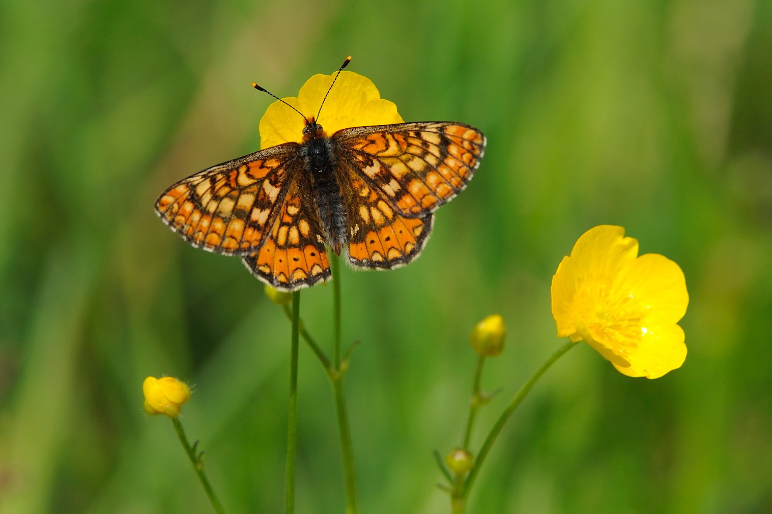 A marsh fritillary butterfly, one of Europe’s most threatened butterflies, basking in the summer sun at Fedian