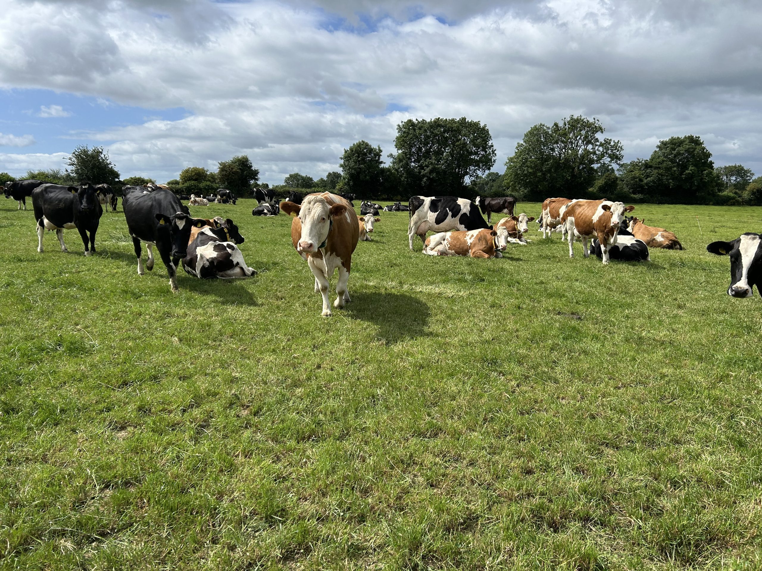 The herd of cows grazing on the A morning block
