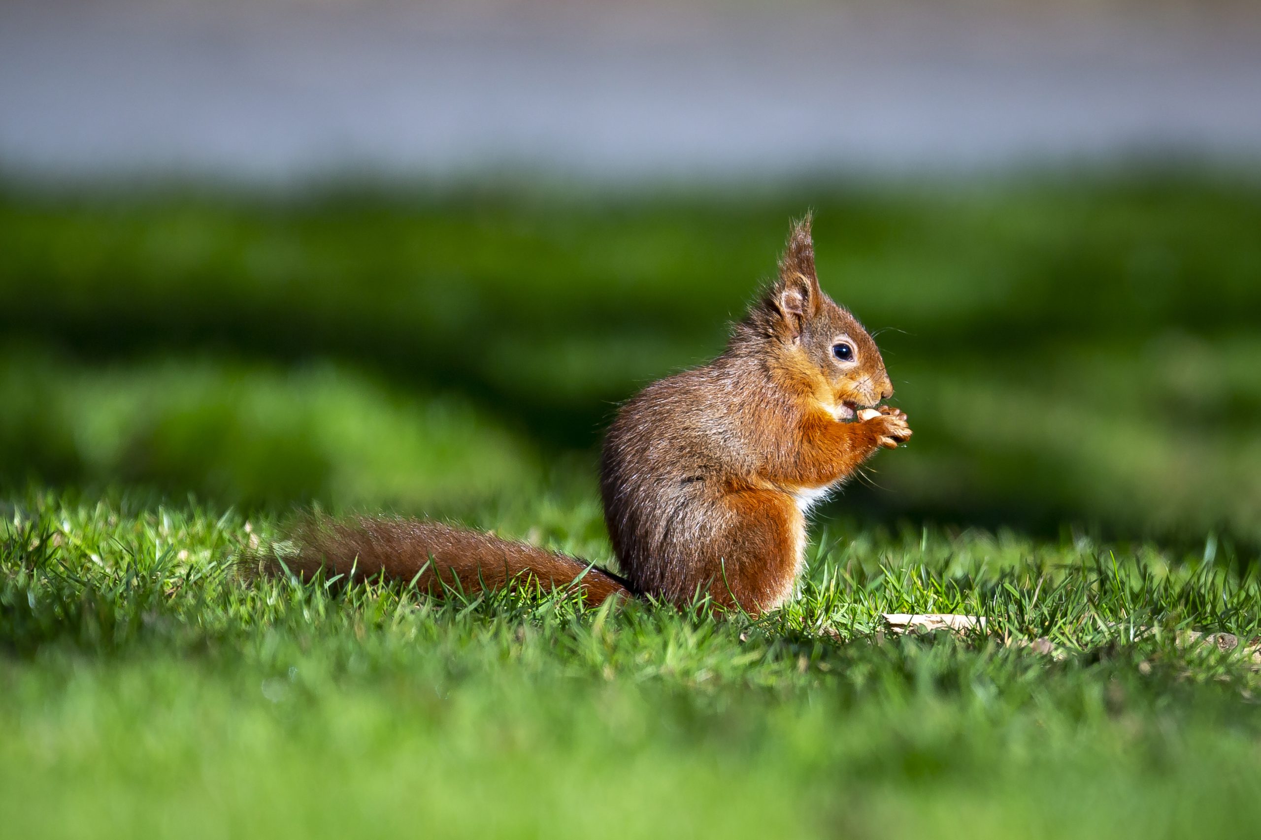 The elusive red squirrel is one of several threatened species now protected at Fedian