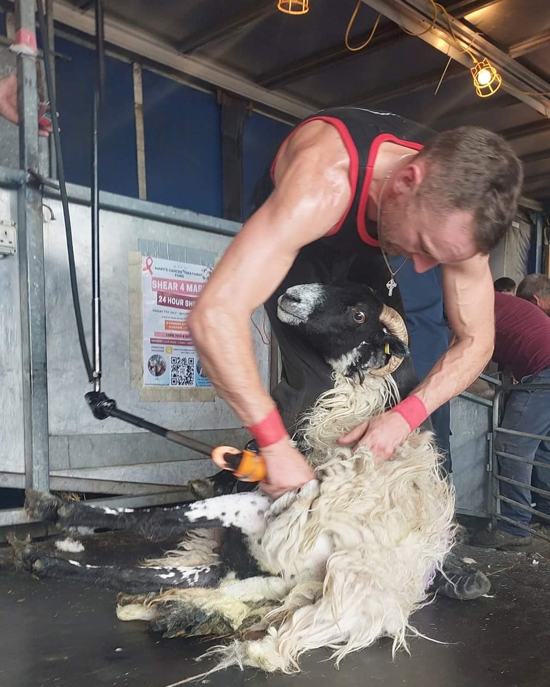 James shearing a sheep during his previous 24-hour shearing marathon