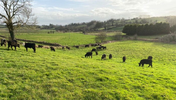 Cattle at grass on the Smyth farm. Source: Teagasc