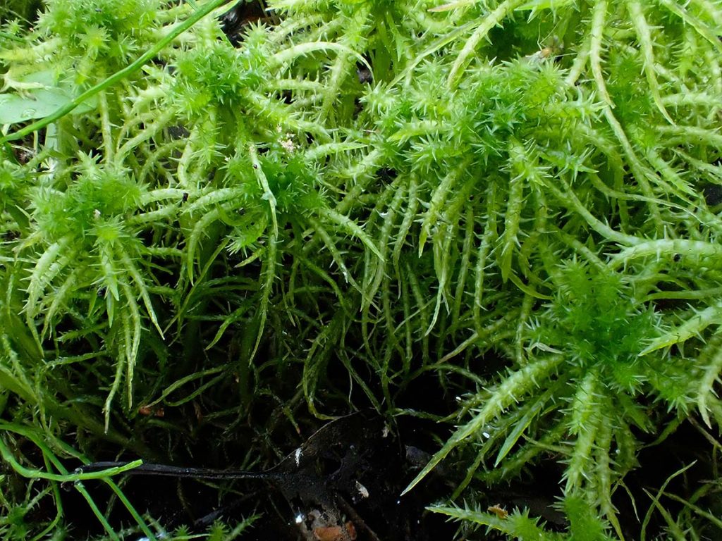 Sphagnum moss. Source: Palus Demos